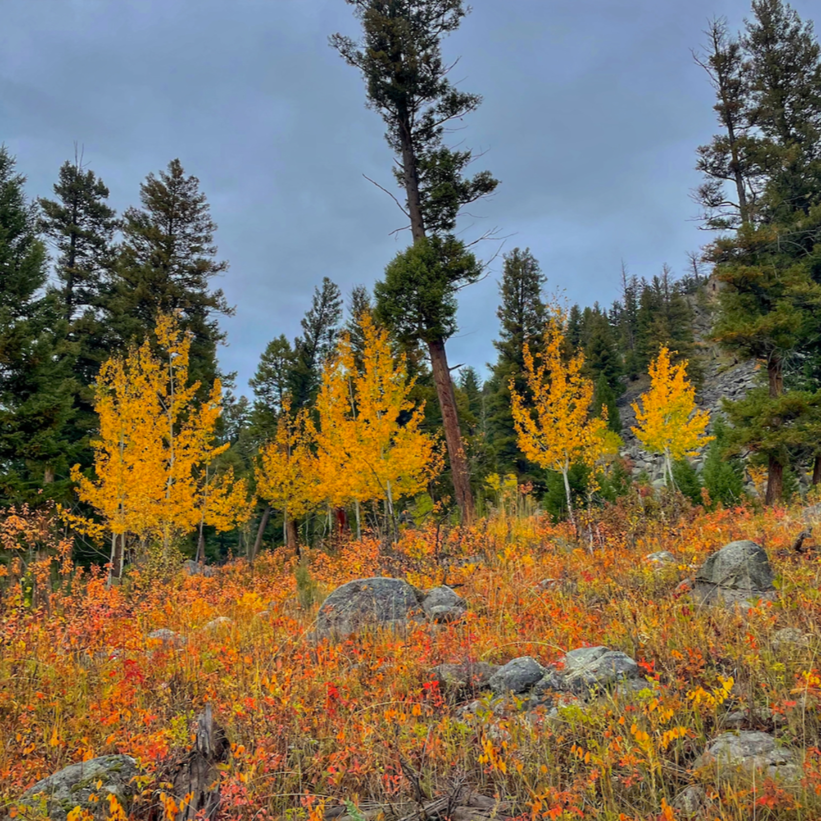 This Week in Yellowstone: September 25th to October 1st, 2025