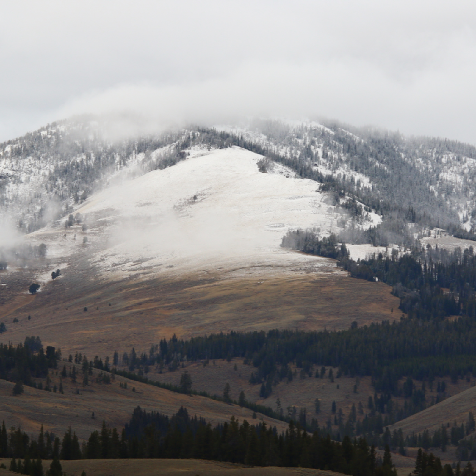 This Week in Yellowstone: October 23rd to October 29th, 2025