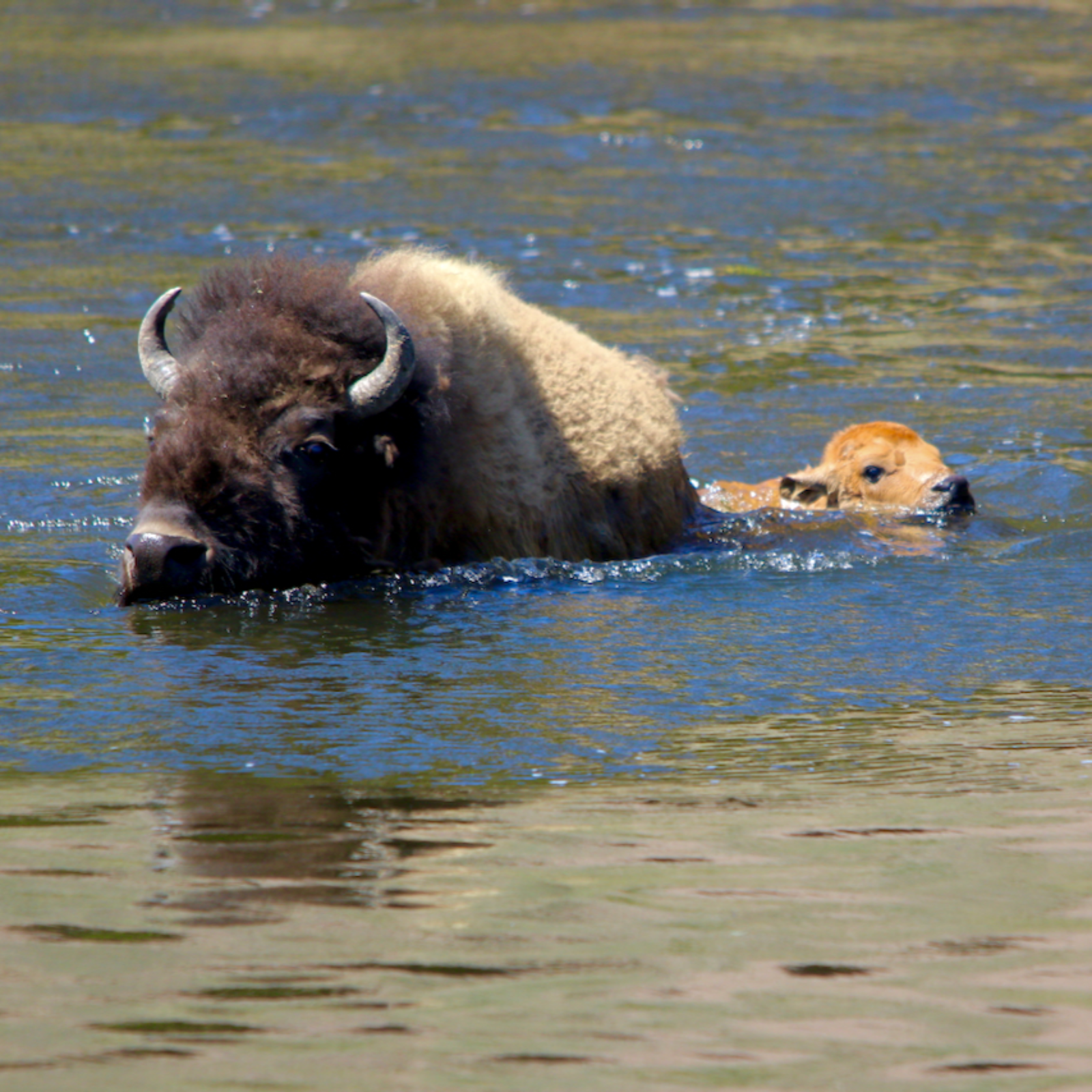 This Week in Yellowstone: May 14th to May 20th, 2026