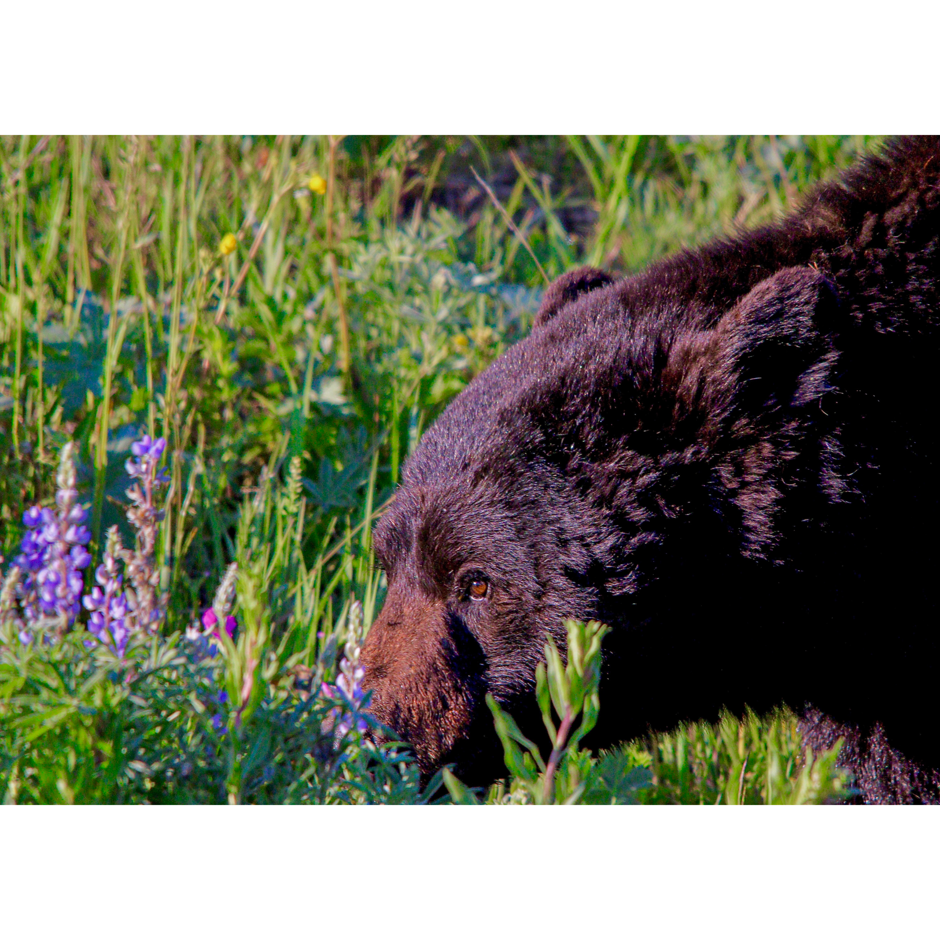 This Week In Yellowstone: July 2nd to July 8th, 2026