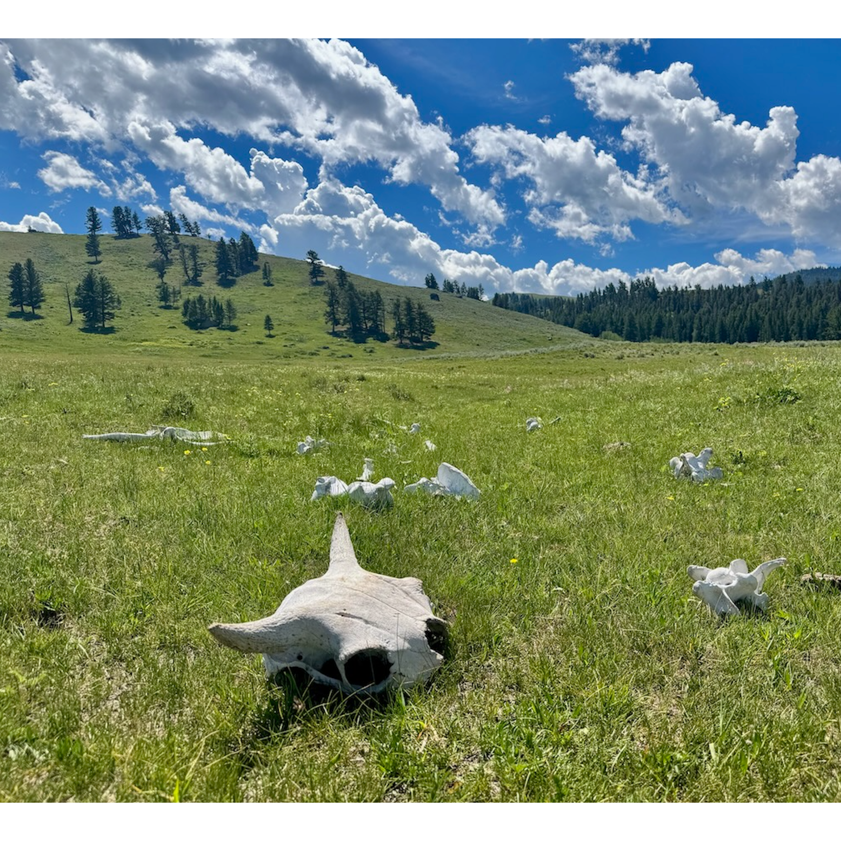 This Week in Yellowstone: July 9th to July 15th, 2026