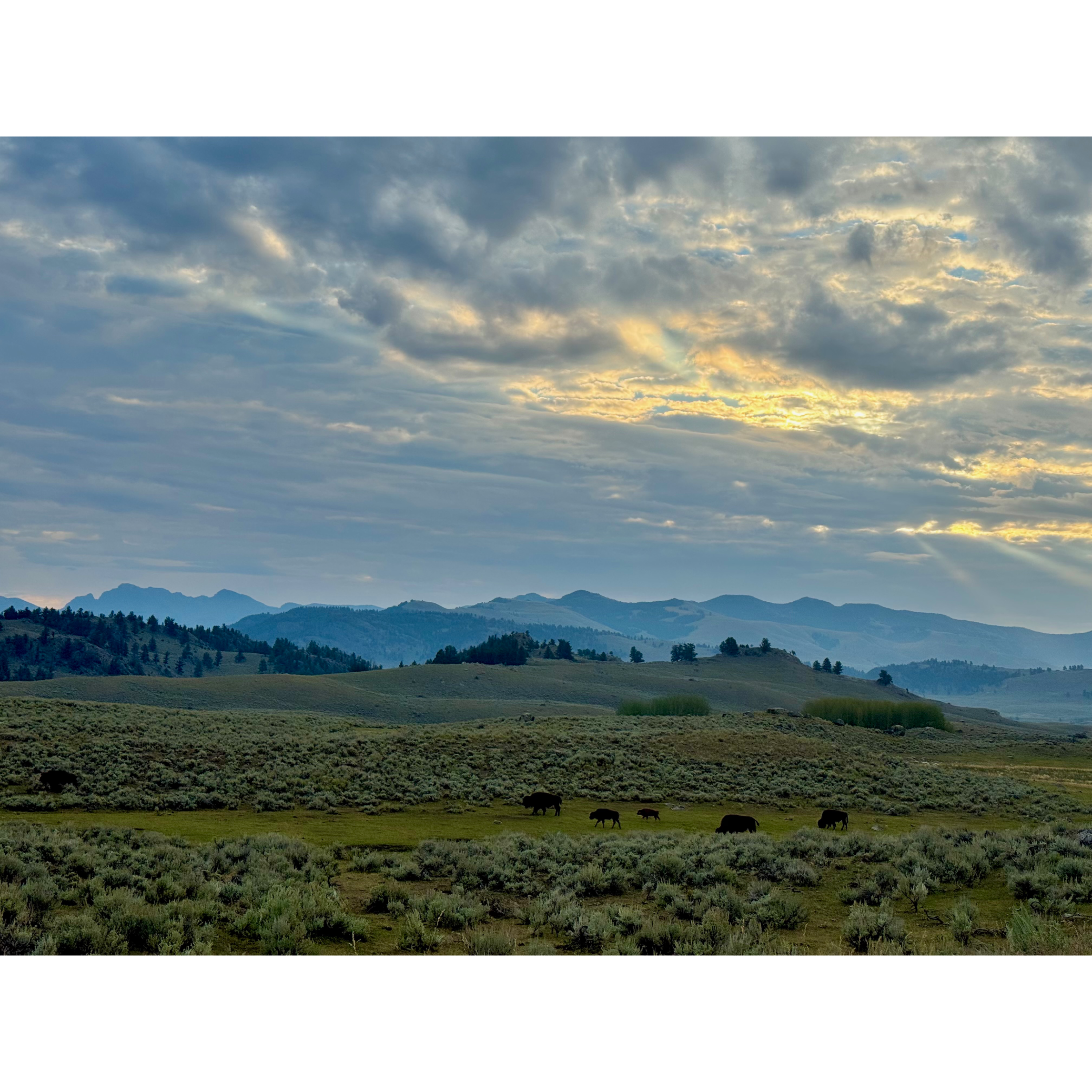 This Week in Yellowstone: August 27th to September 2nd, 2026 episode artwork