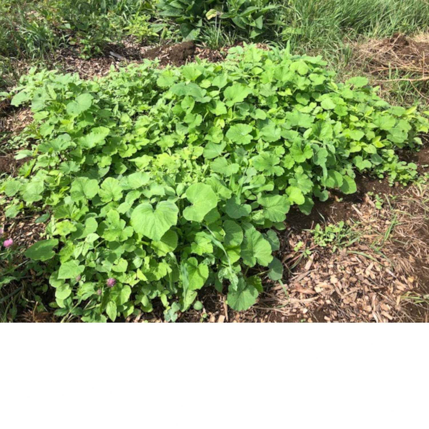 Thriving The Future Podcast Ep. 28 - Why Do We Garden?
