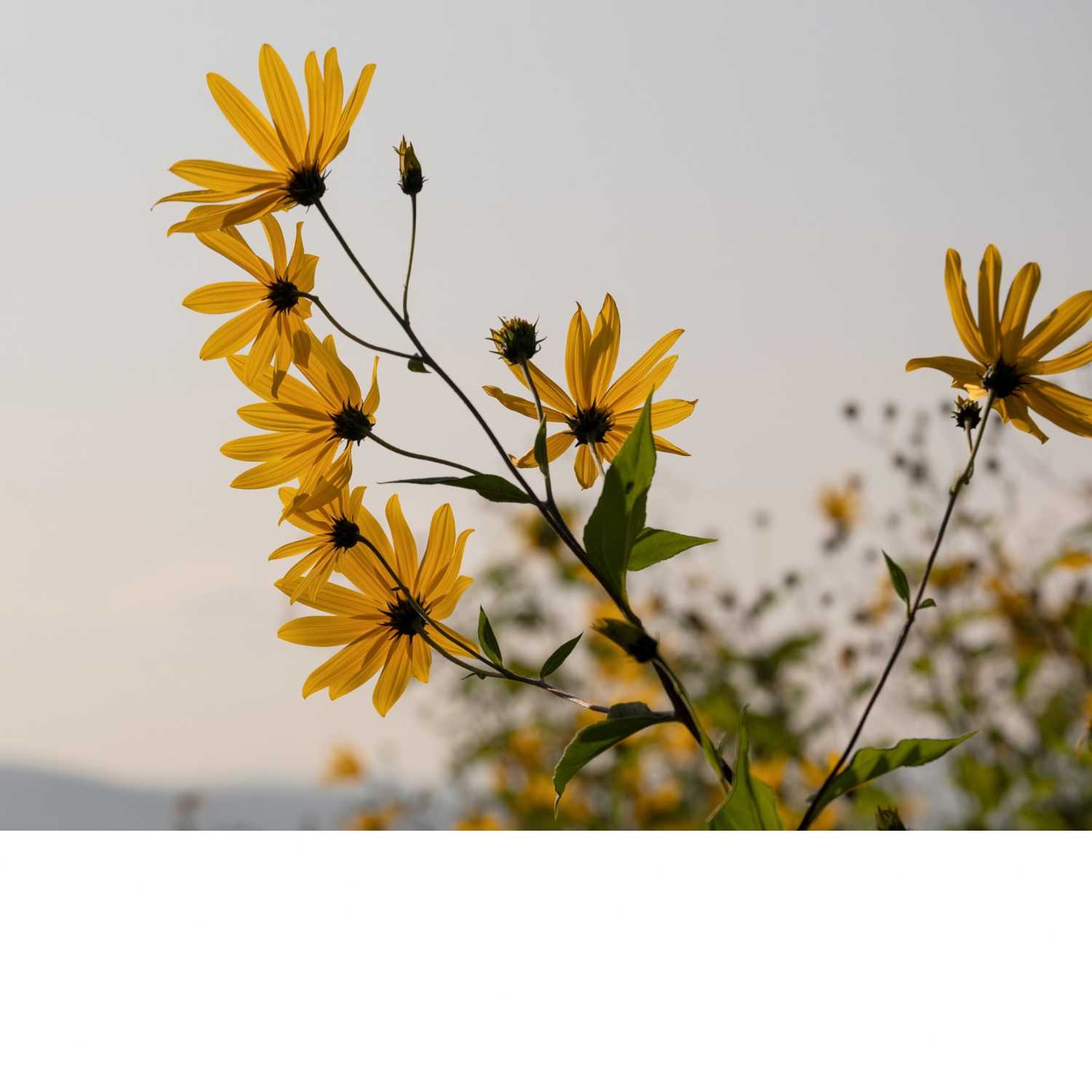 Thriving The Future Podcast Ep. 27 - Choosing the Right Plants for Your Land