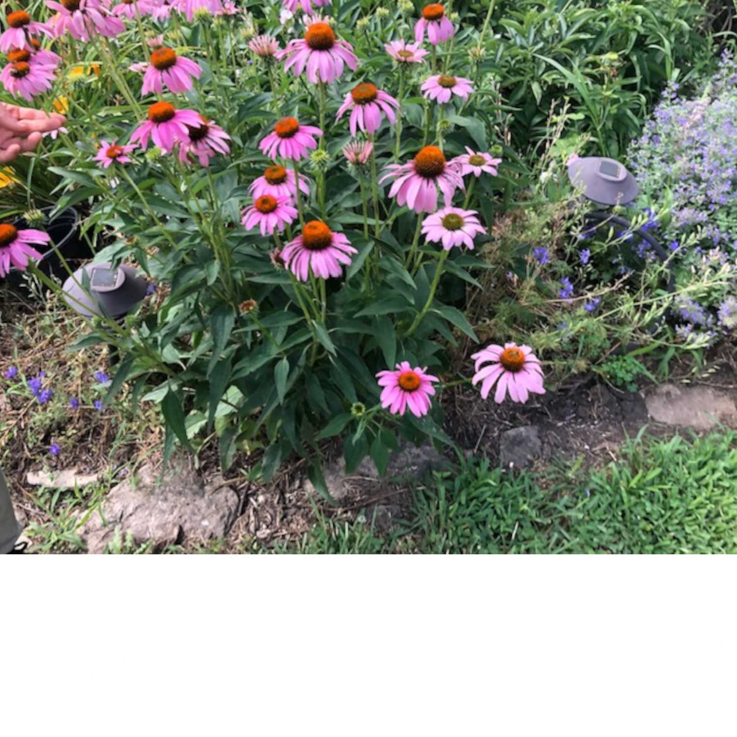 Thriving The Future Podcast Ep.37 - Planning the Fall Garden