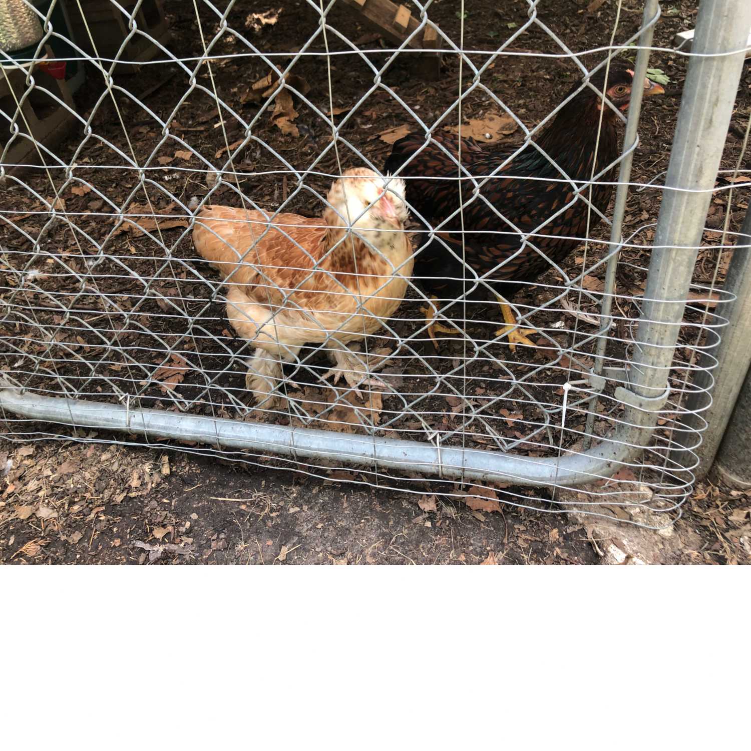 Thriving The Future Podcast Ep.42 - Ken and Sally are Homesteading in the City