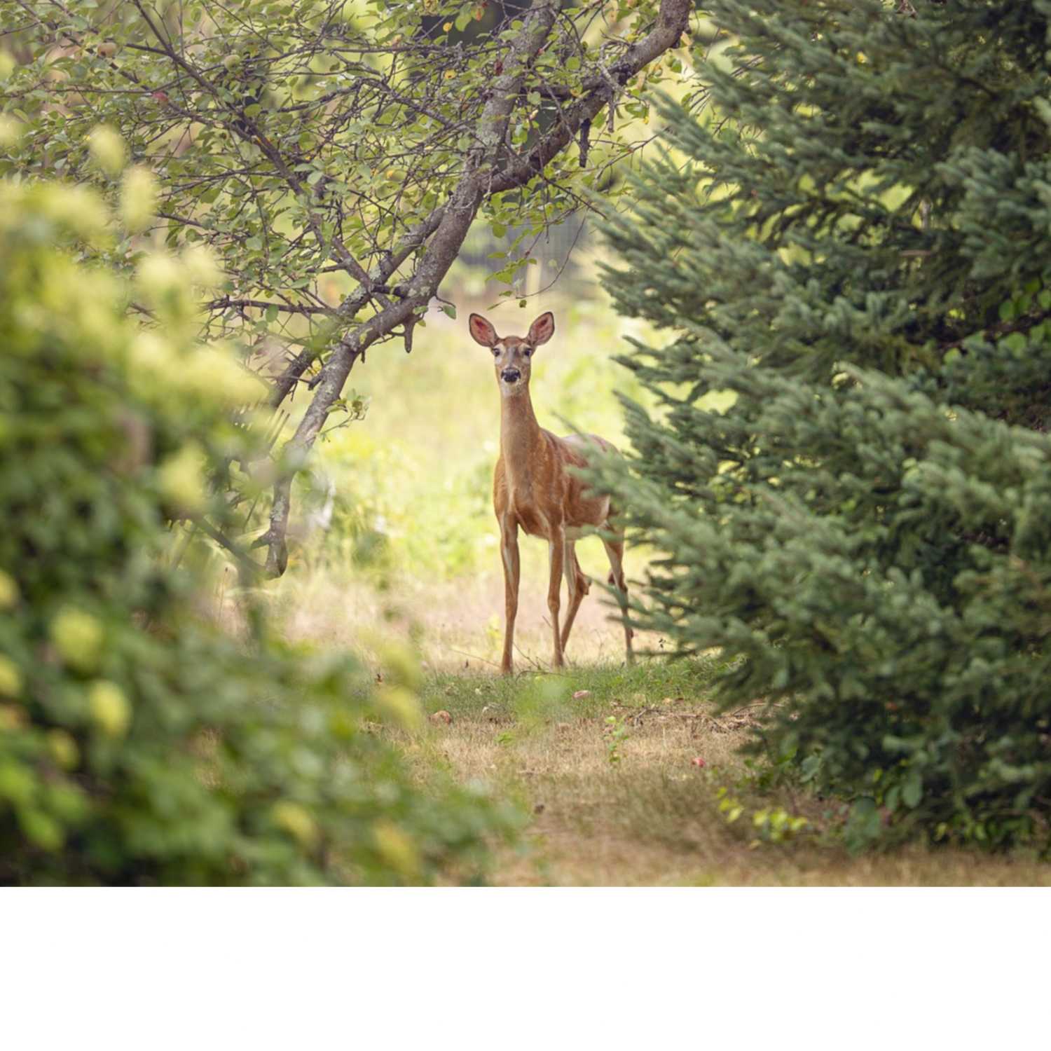 Thriving The Future Podcast Ep. 48 - It's Deer Season!