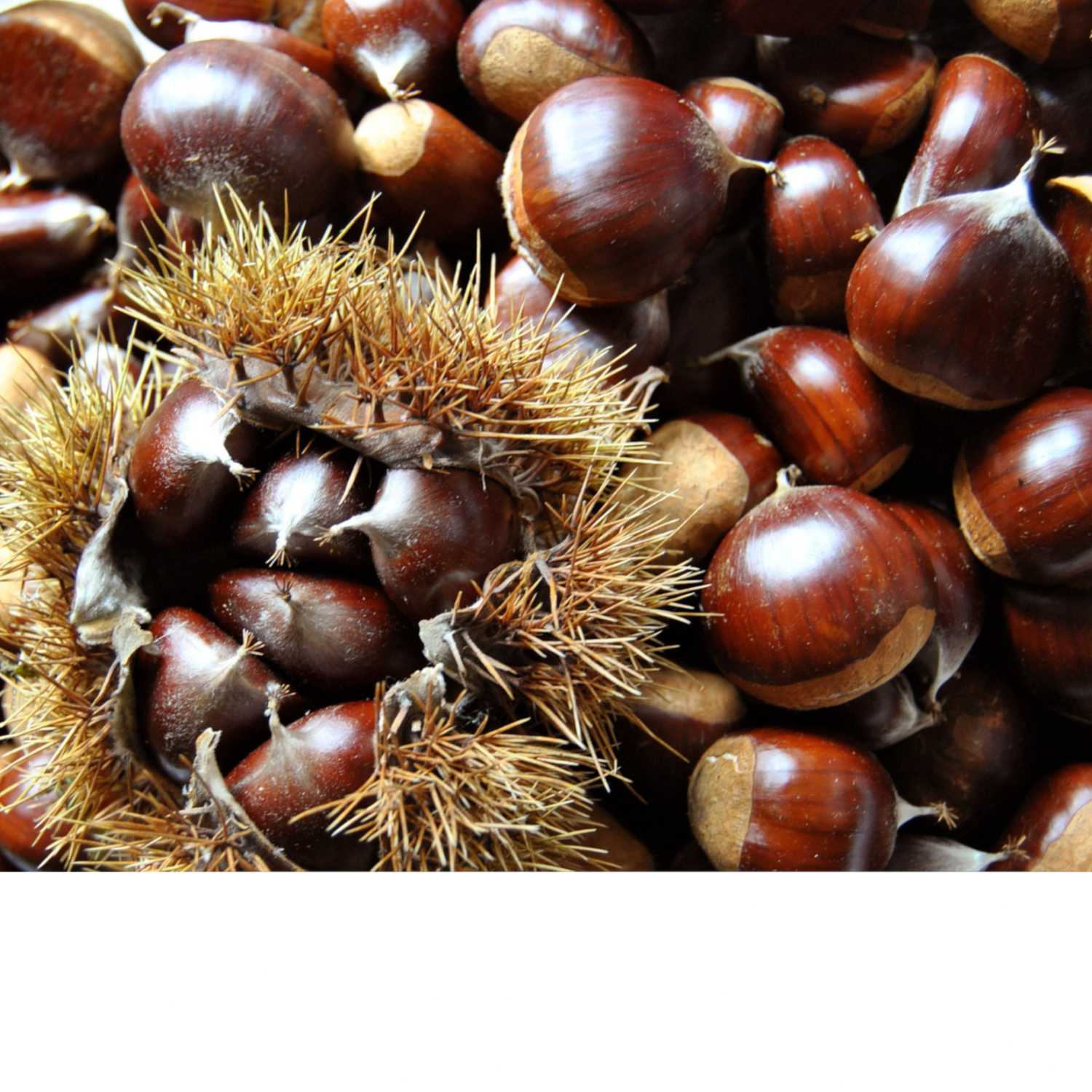 Thriving The Future Podcast Ep. 49 – Foraging - So much Much Bounty, So Close to Home