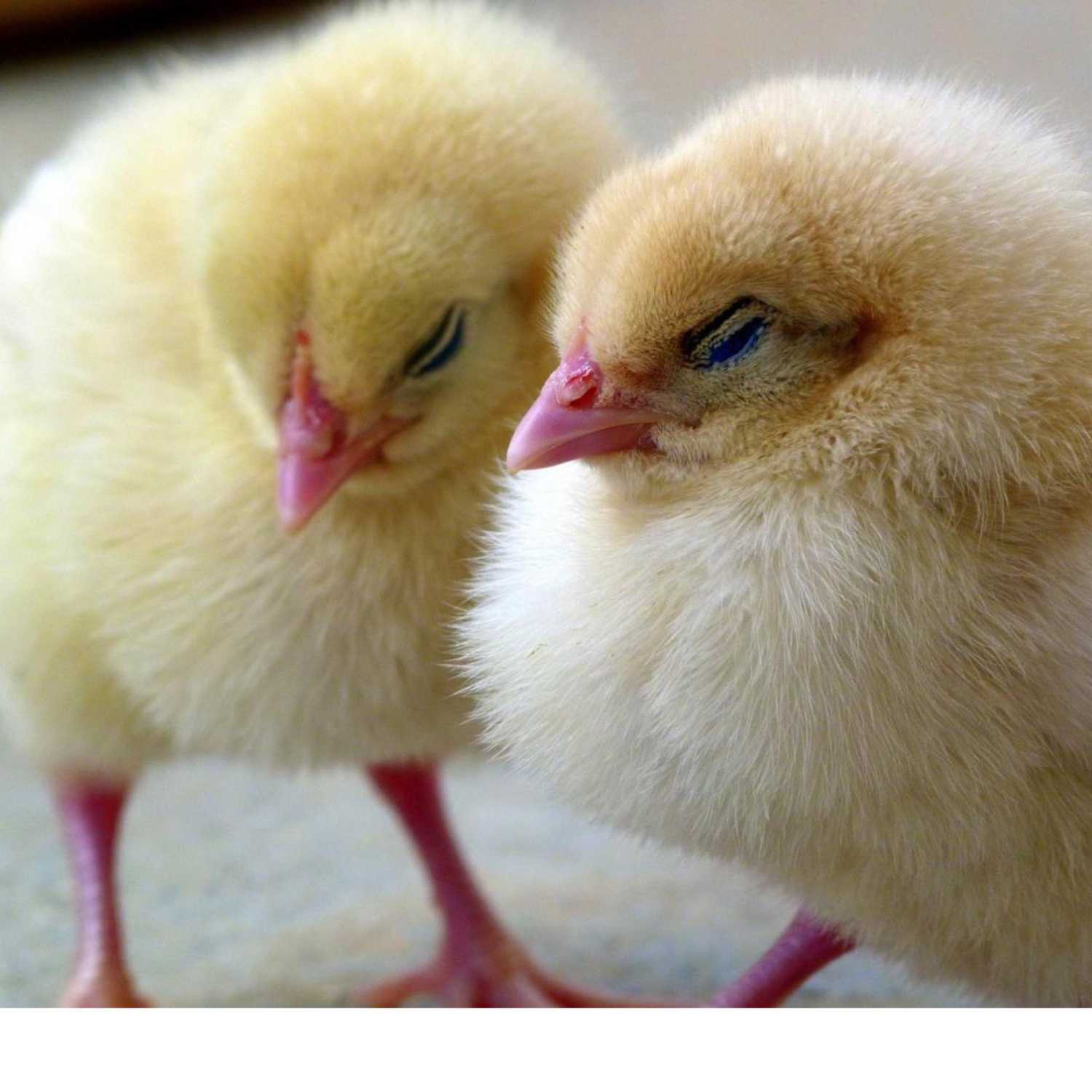 Ep. 67 - It's Chick Day! - Backyard Chicken Basics