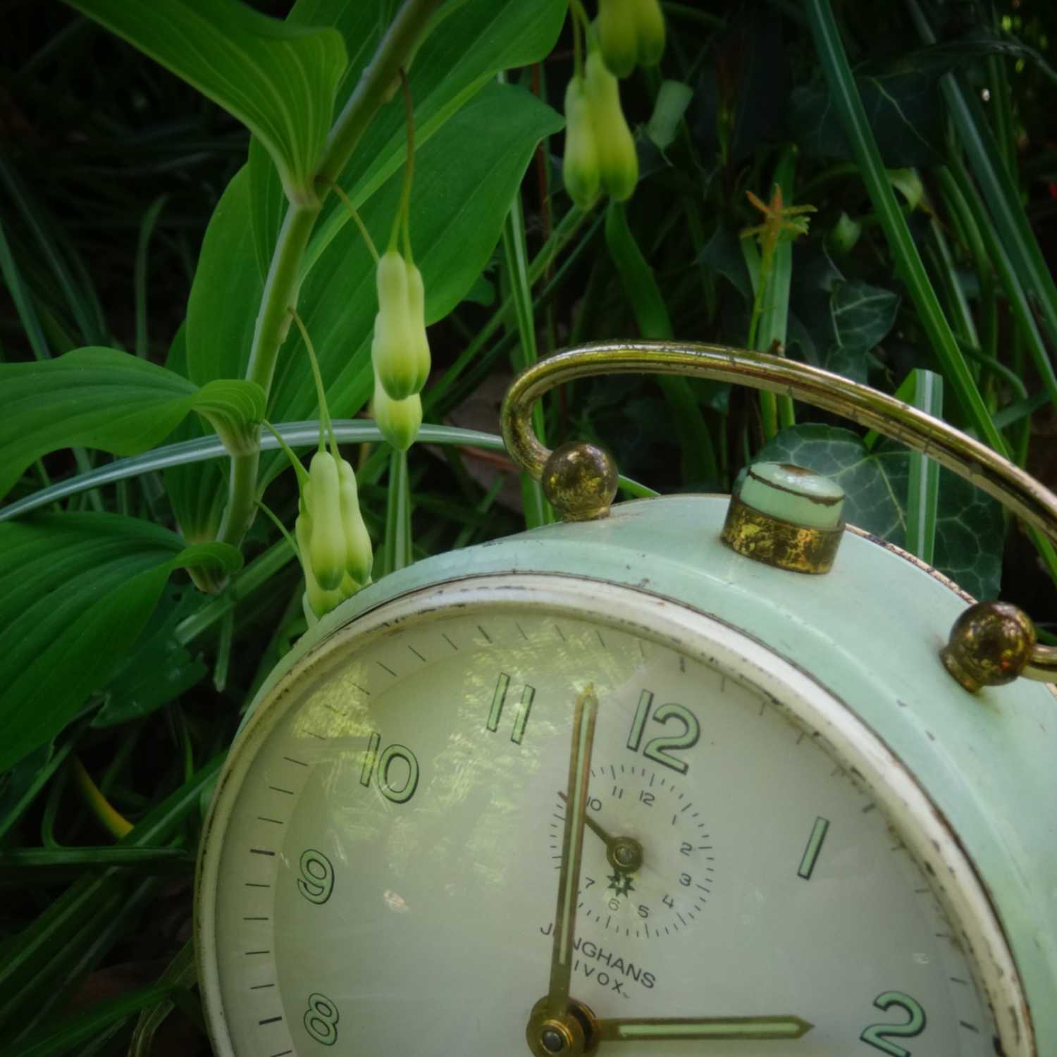 Thriving The Future Podcast - Bonus: Foraging in the Weeks of Want