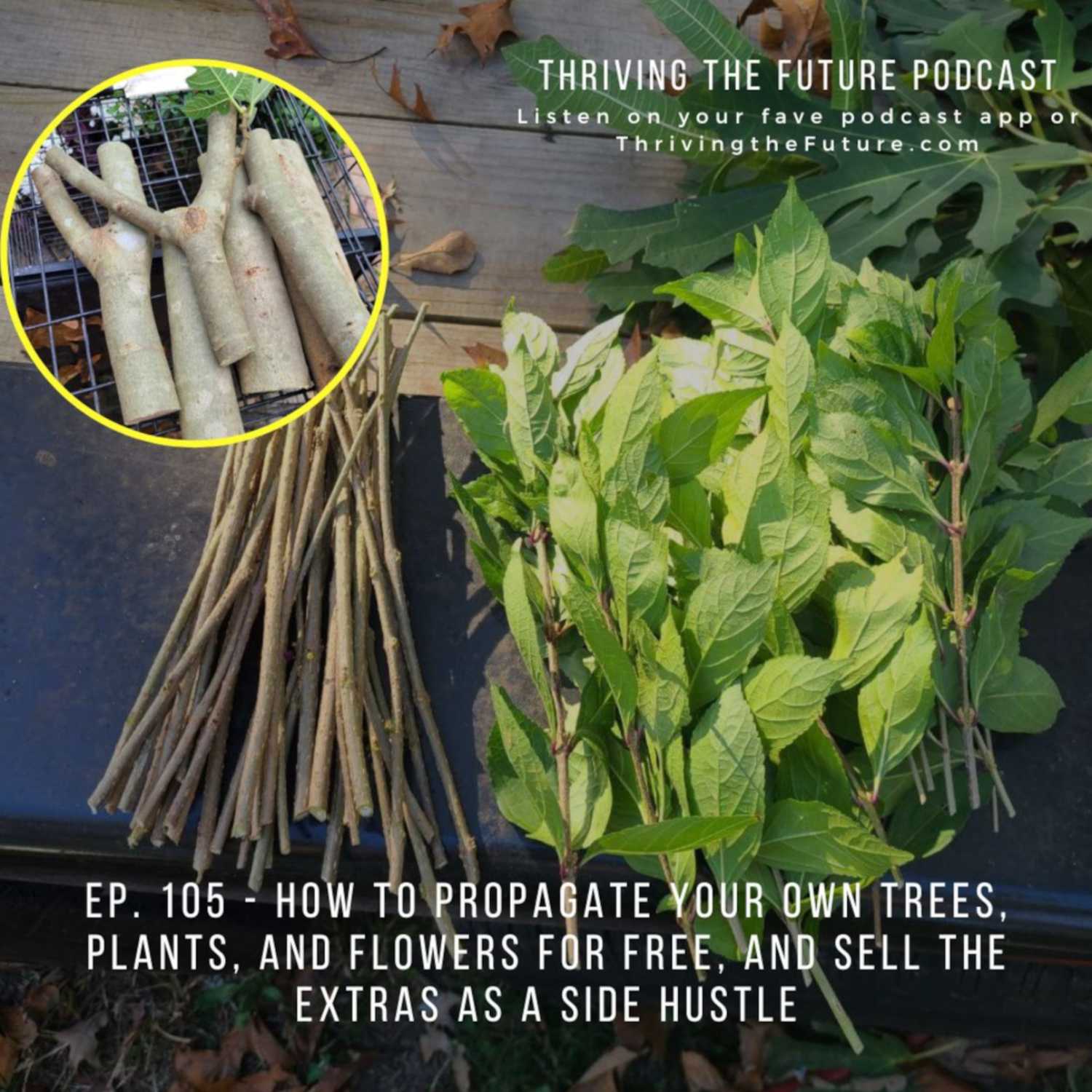 Ep. 105 - How to Propagate your own Trees, Plants, and Flowers for Free, and Sell the Extras as a Side Hustle