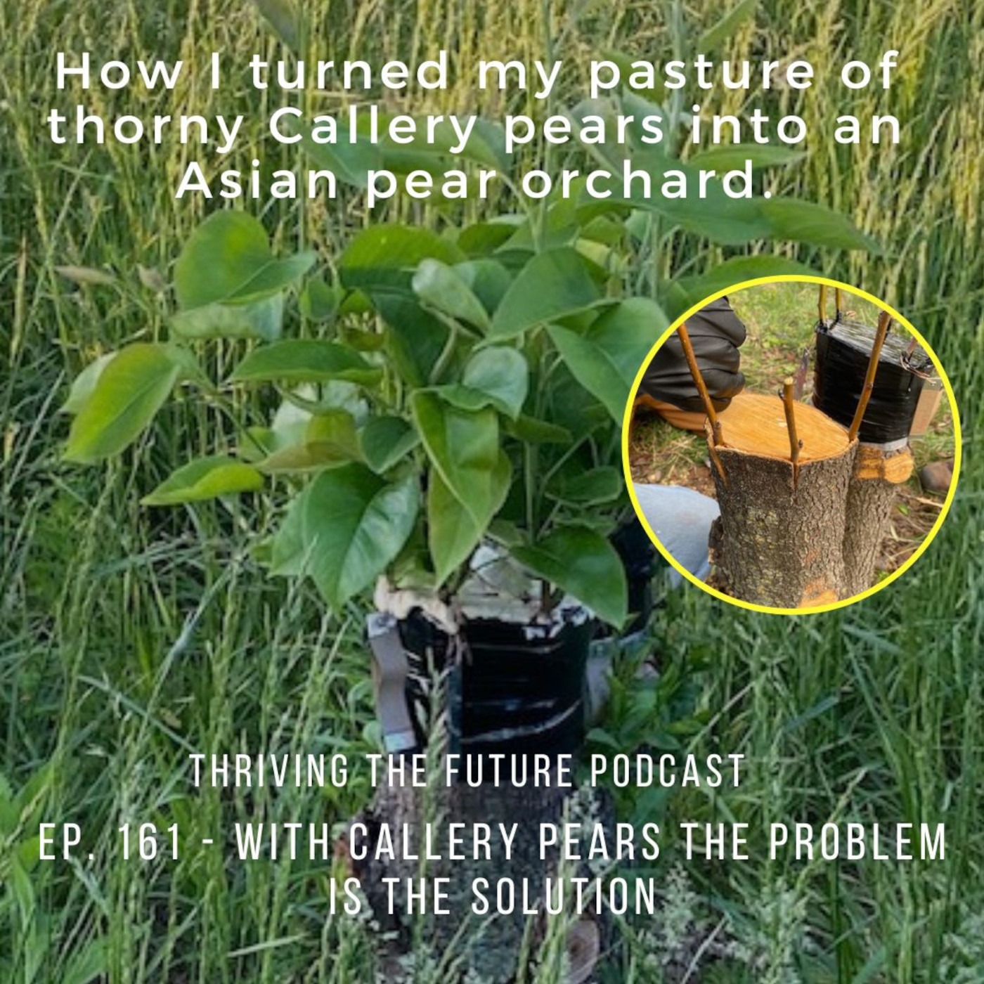 Ep. 161 - With Callery Pears the Problem is the Solution