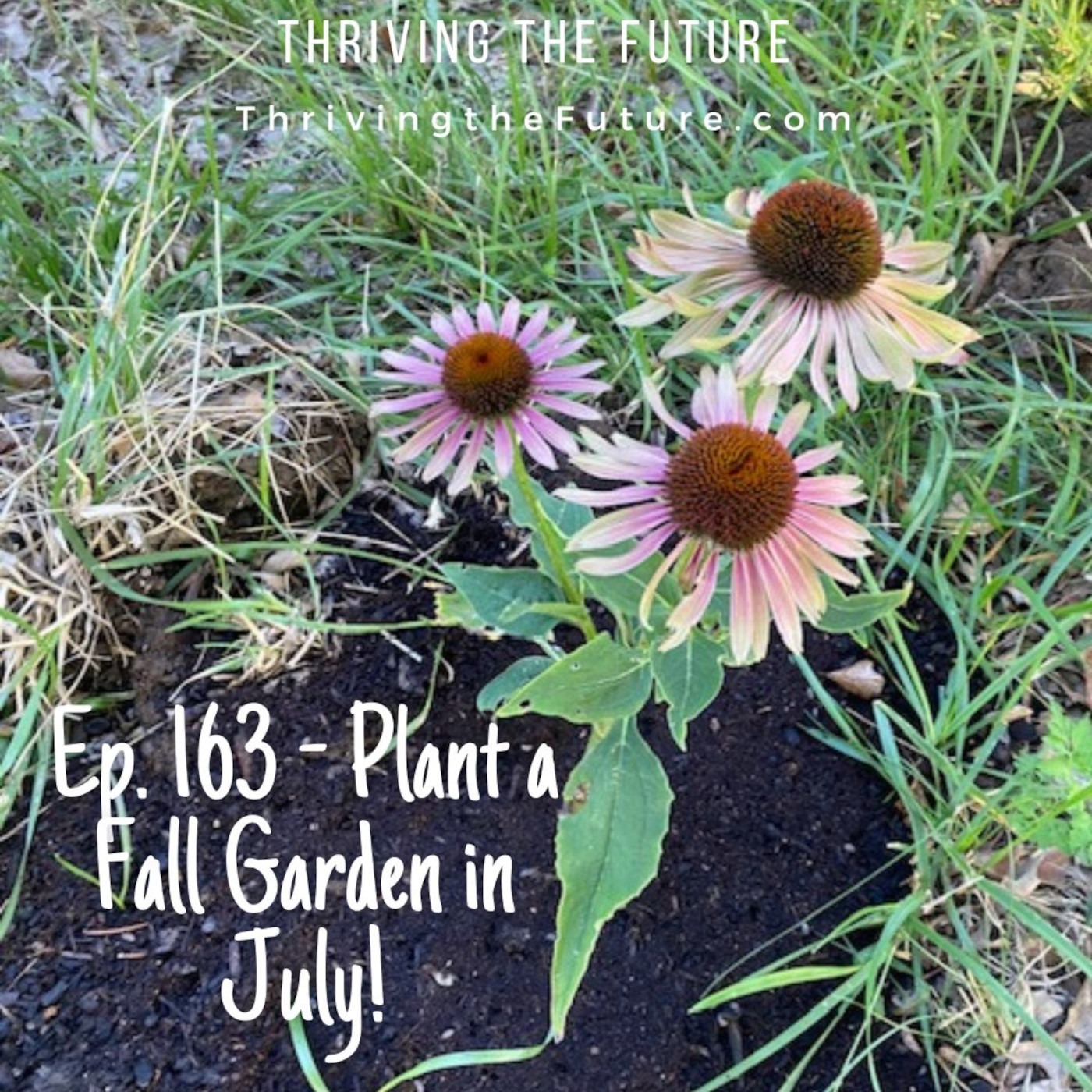 Ep. 163 - Plant a Fall Garden in July!