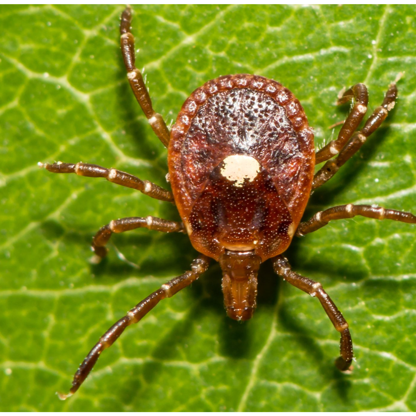 Ticked Off about Alpha Gal