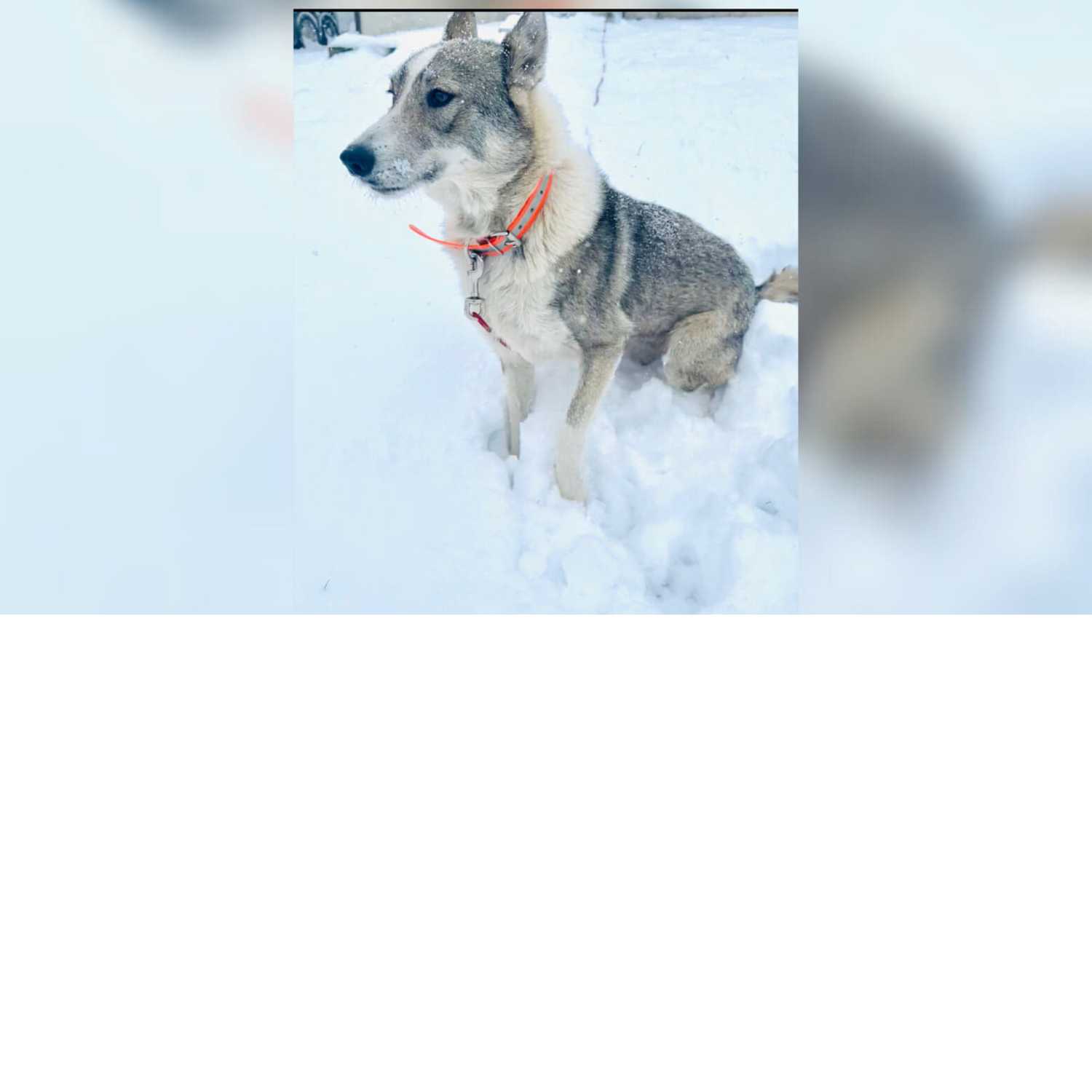 Episode  1 : Laika talk with Junior Bennett  
