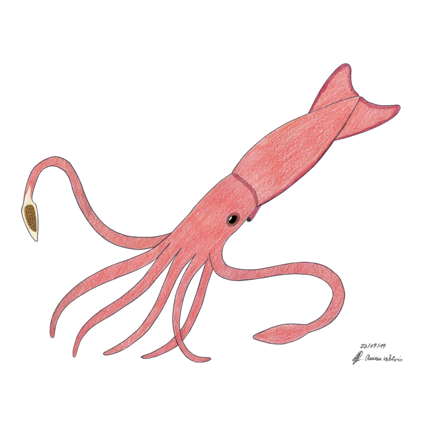 Squiddy (Read-Aloud)