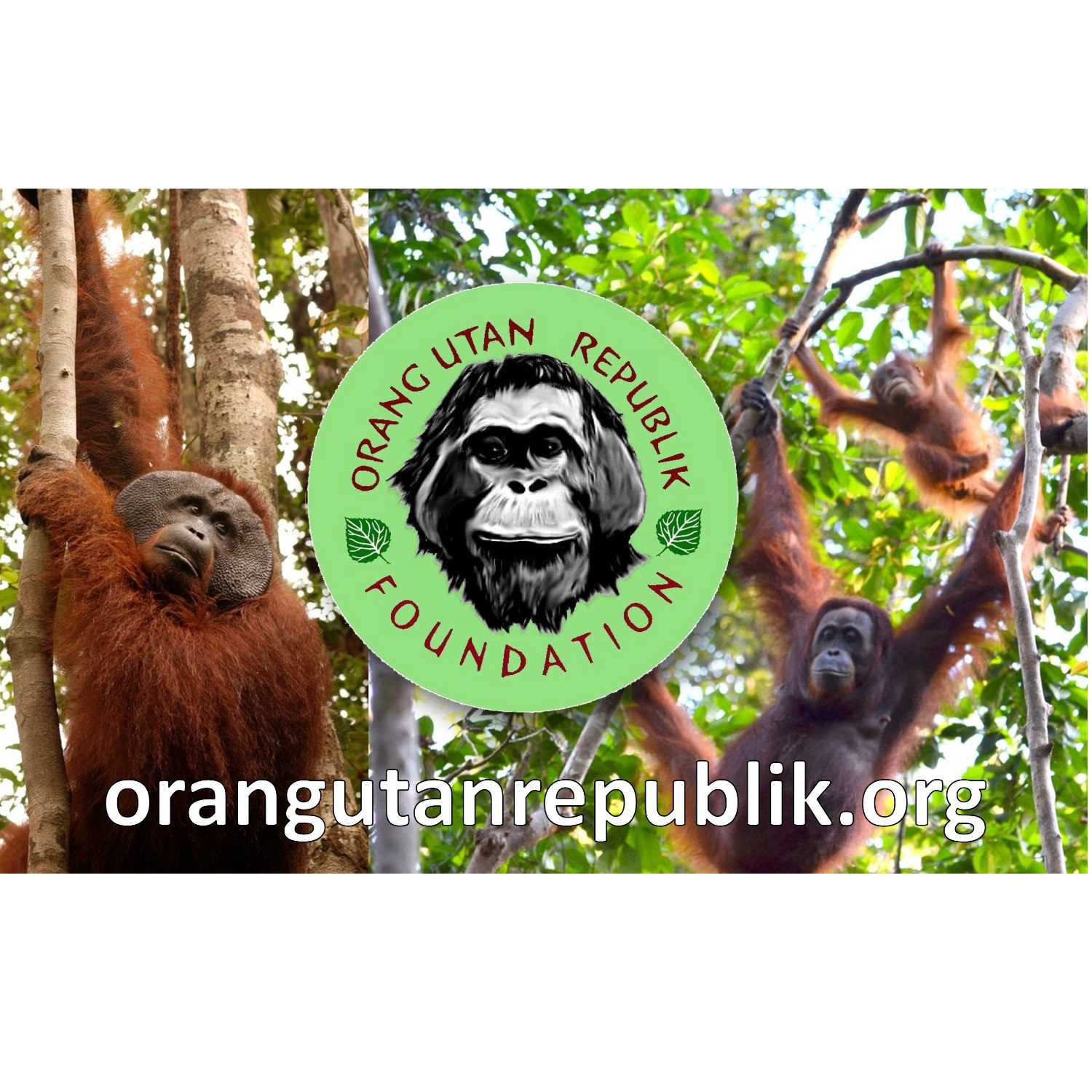 Ep1: Chatting With Orangutans