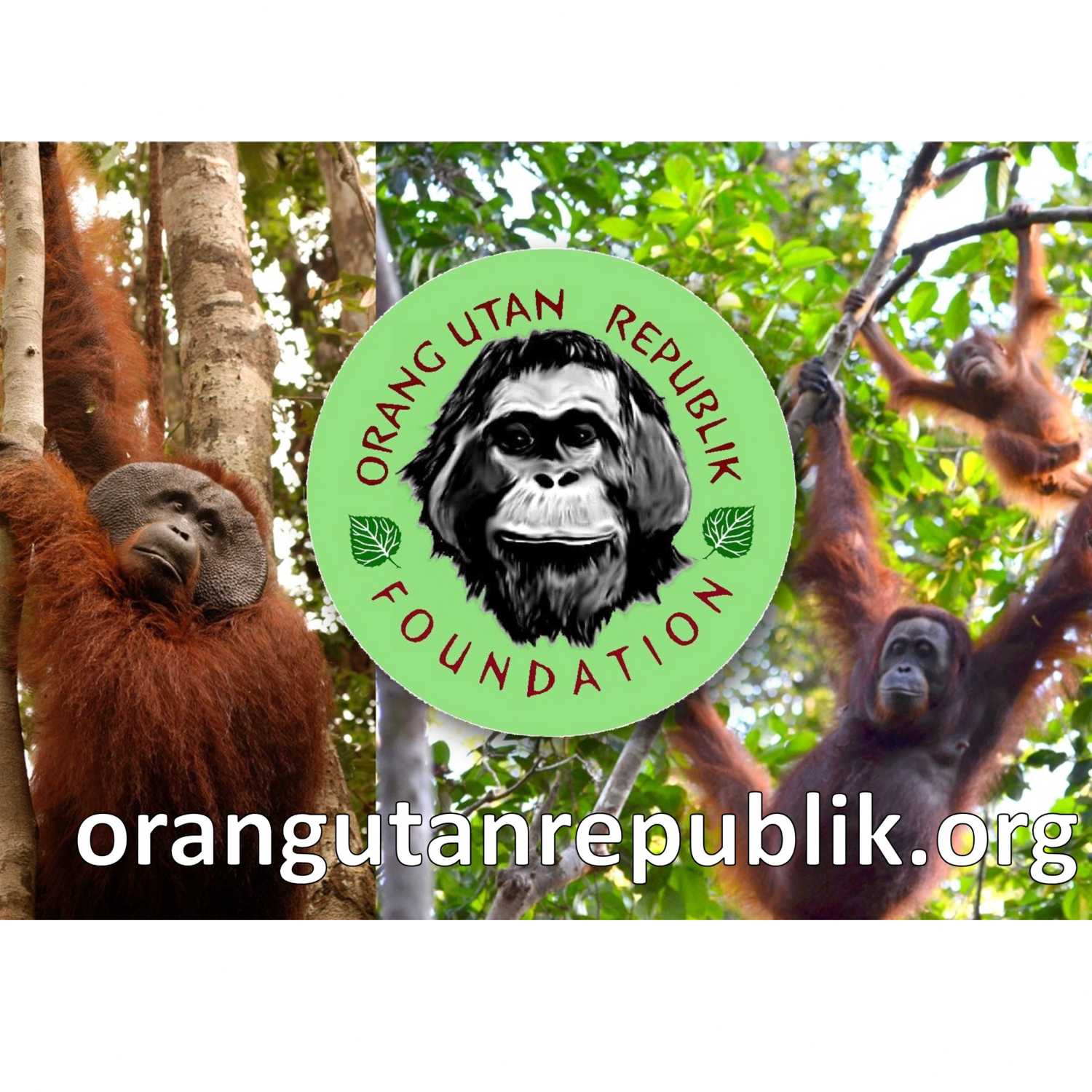 Ep3: Orangutan Habitats and Navigating the Rainforest