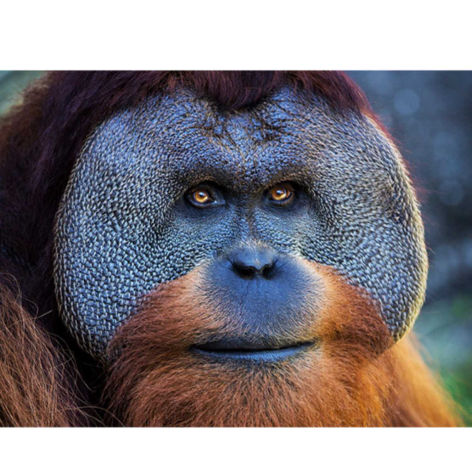Ep4: Rainforest Trivia and Orangutan Caring Week