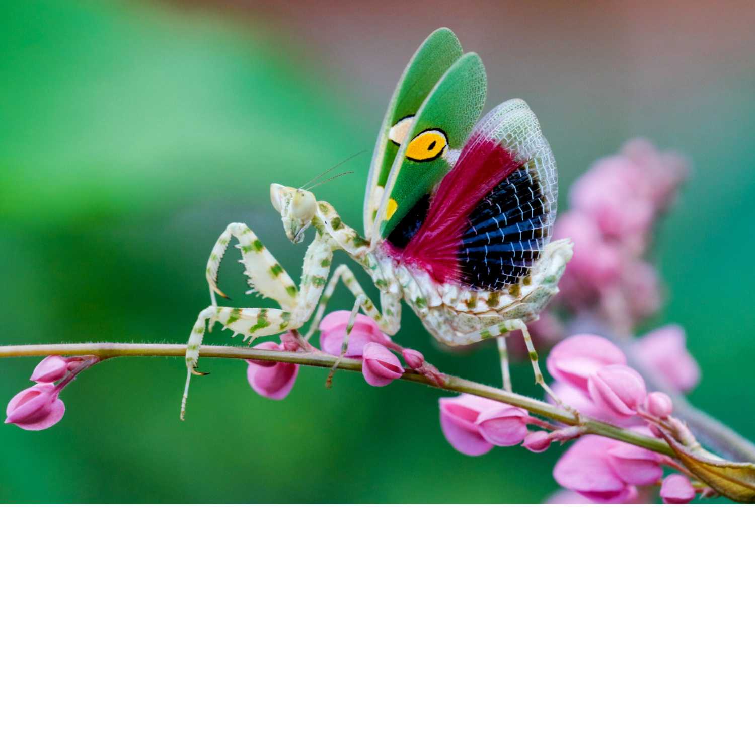 Totally Buggin’