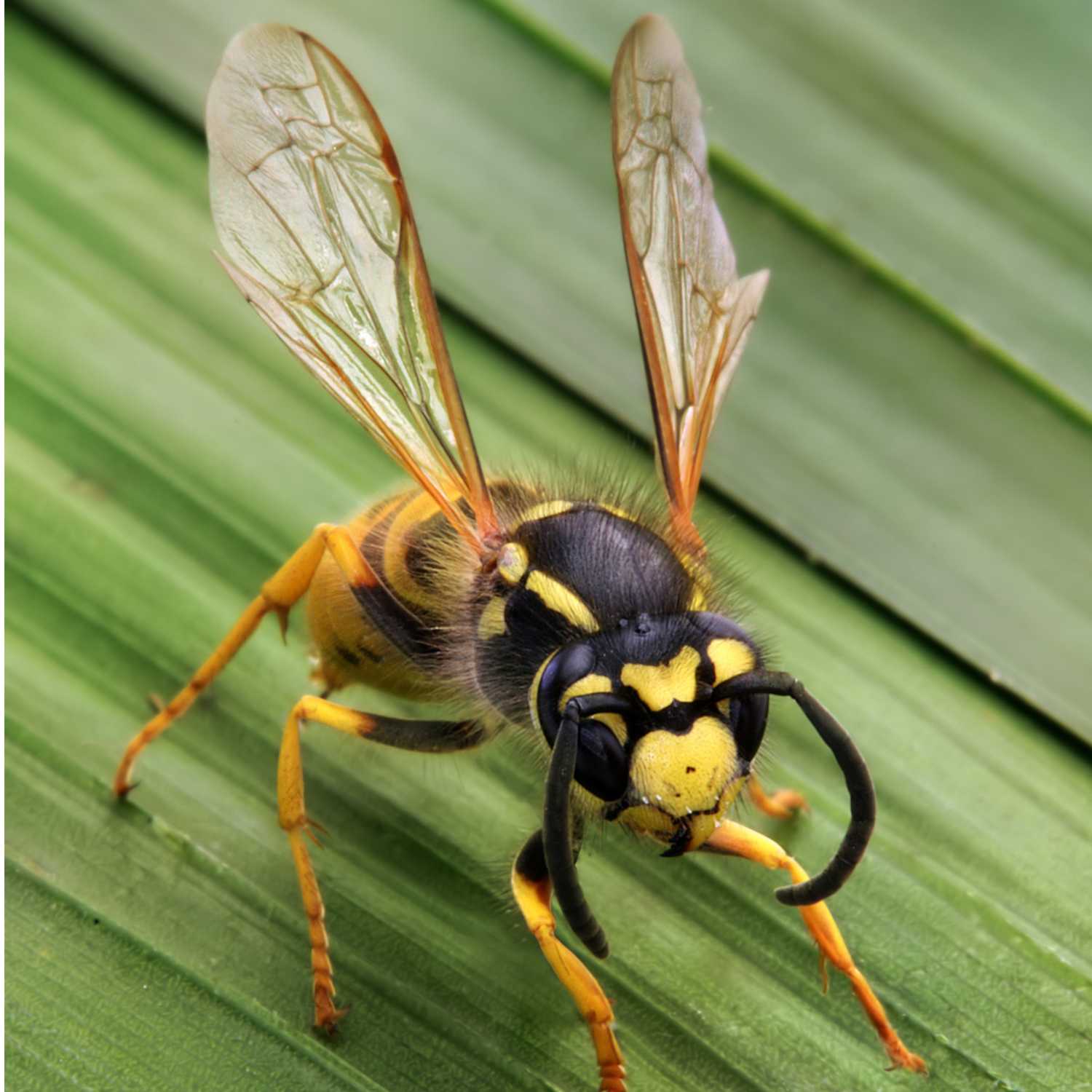 Totally Buggin’