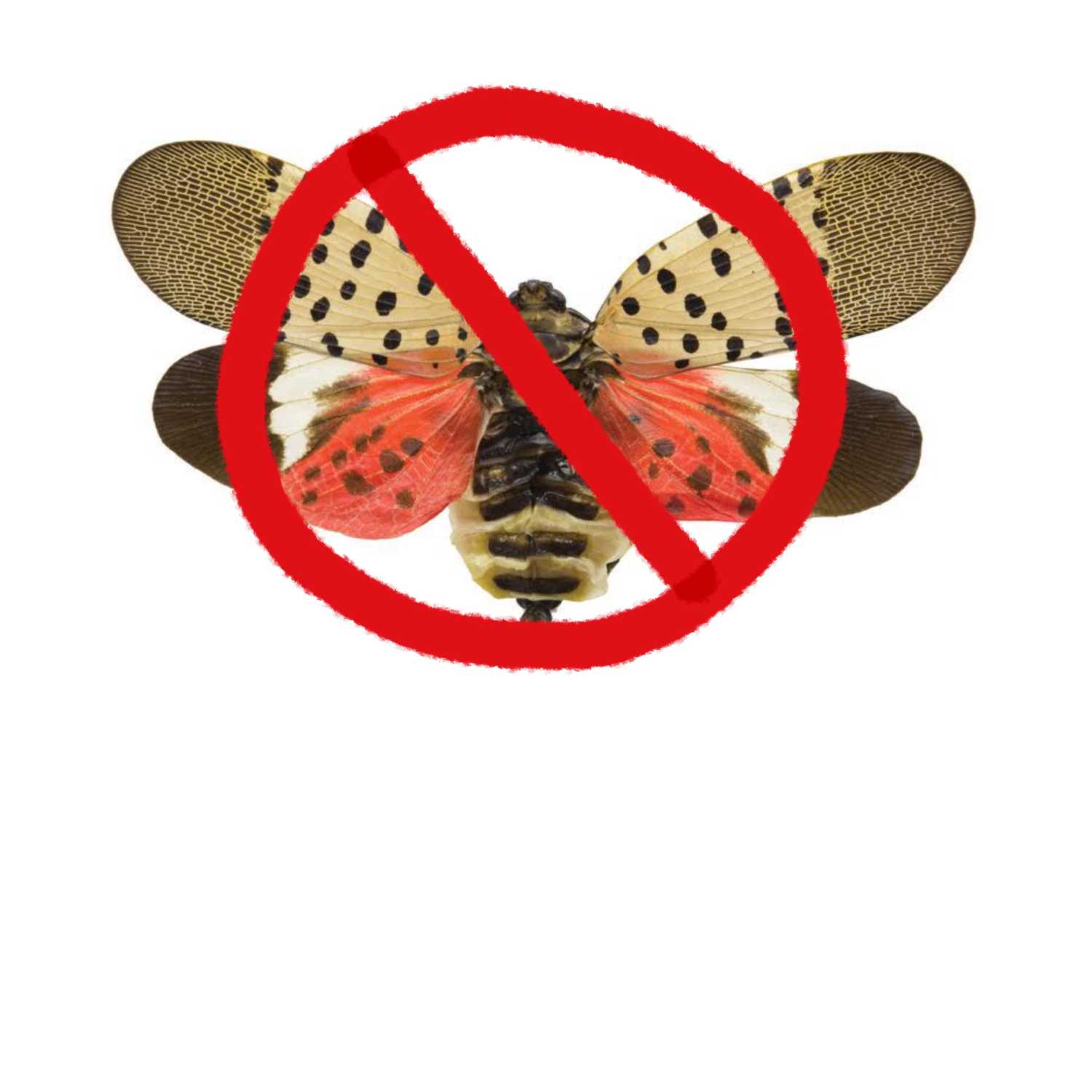 Totally Buggin’
