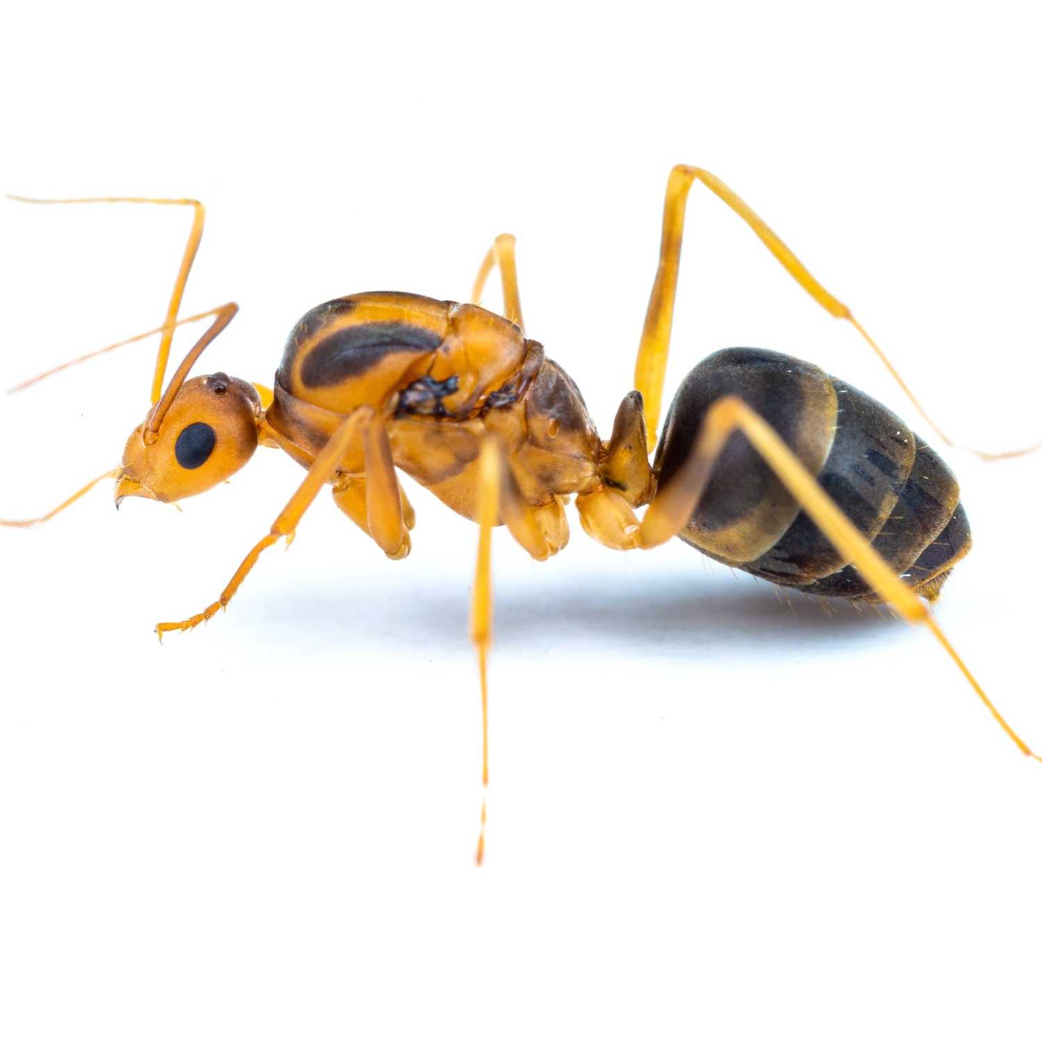 Totally Buggin’