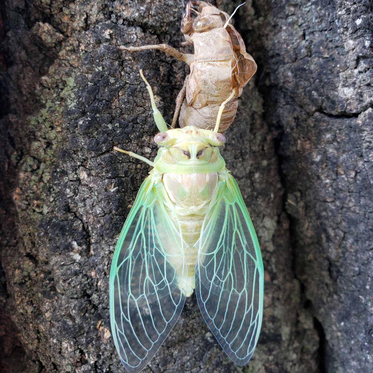 Totally Buggin’