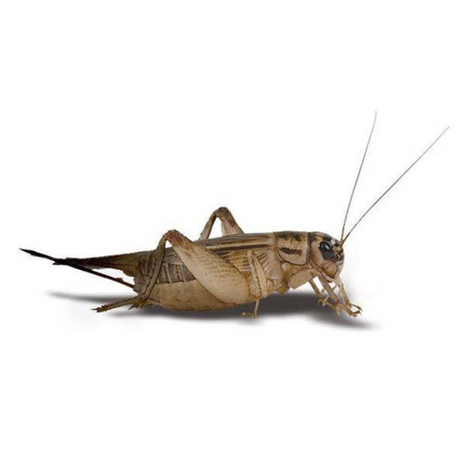 Totally Buggin’