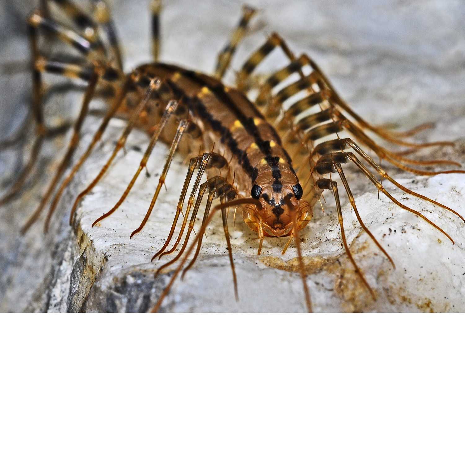 Totally Buggin’