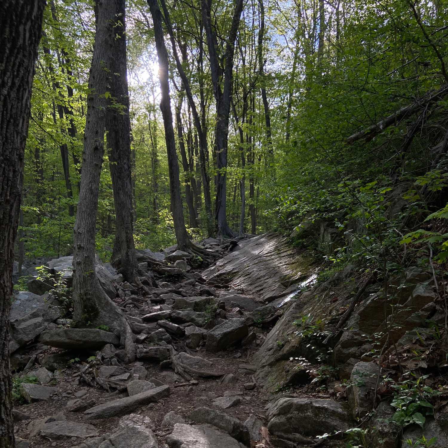Trail Thoughts