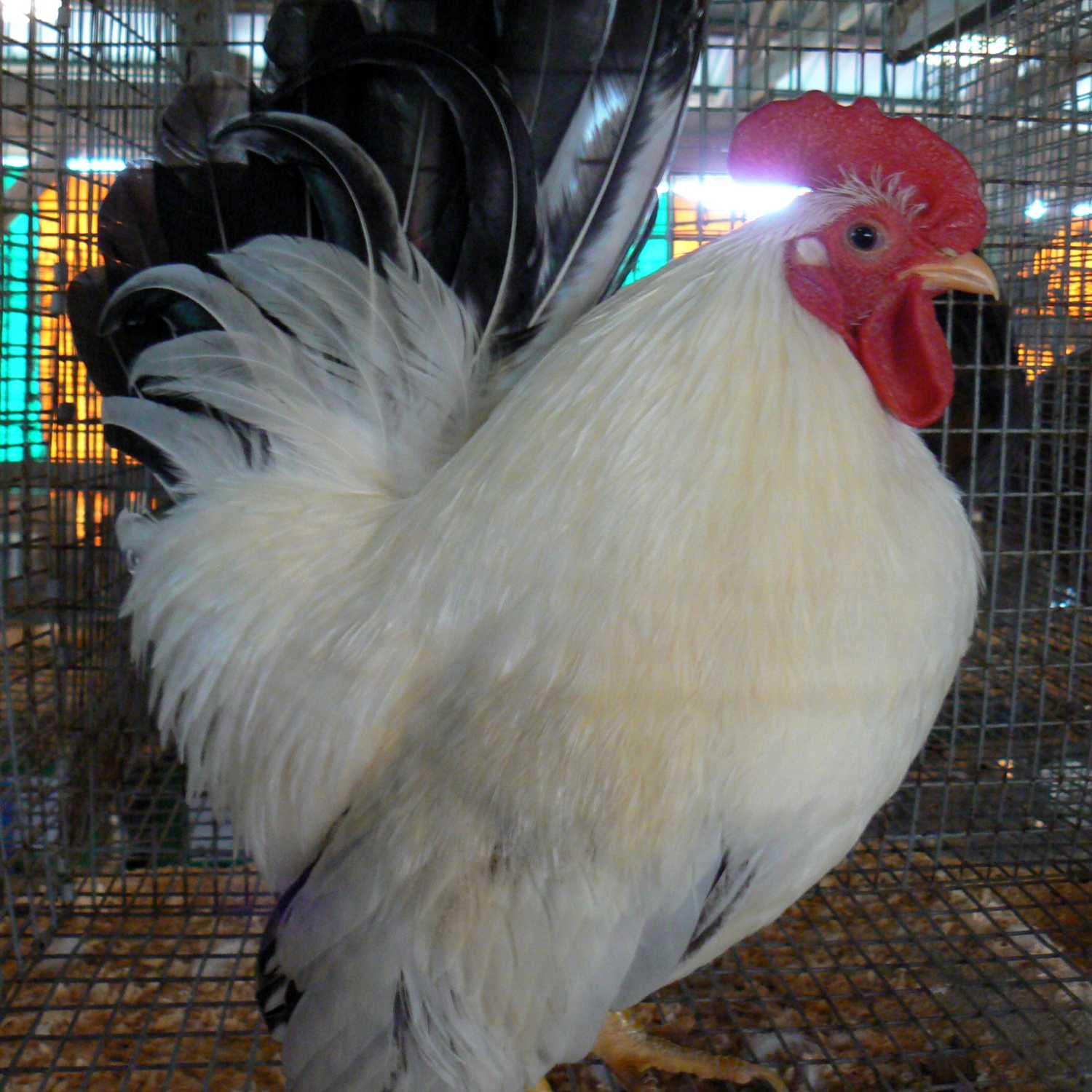 Trap BR 2021🔥🚯🏀 cover art