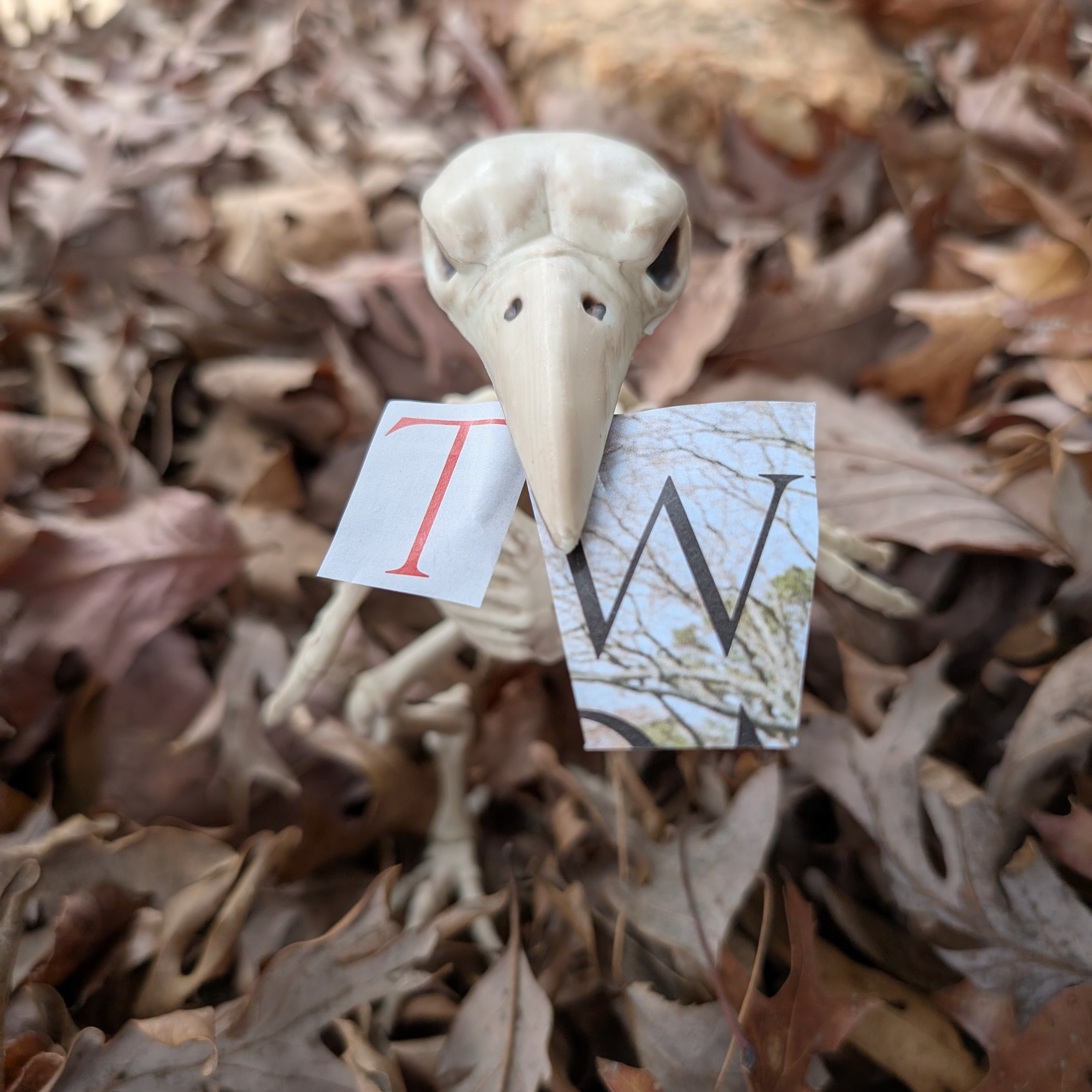 Survival - The Mucutuy Children