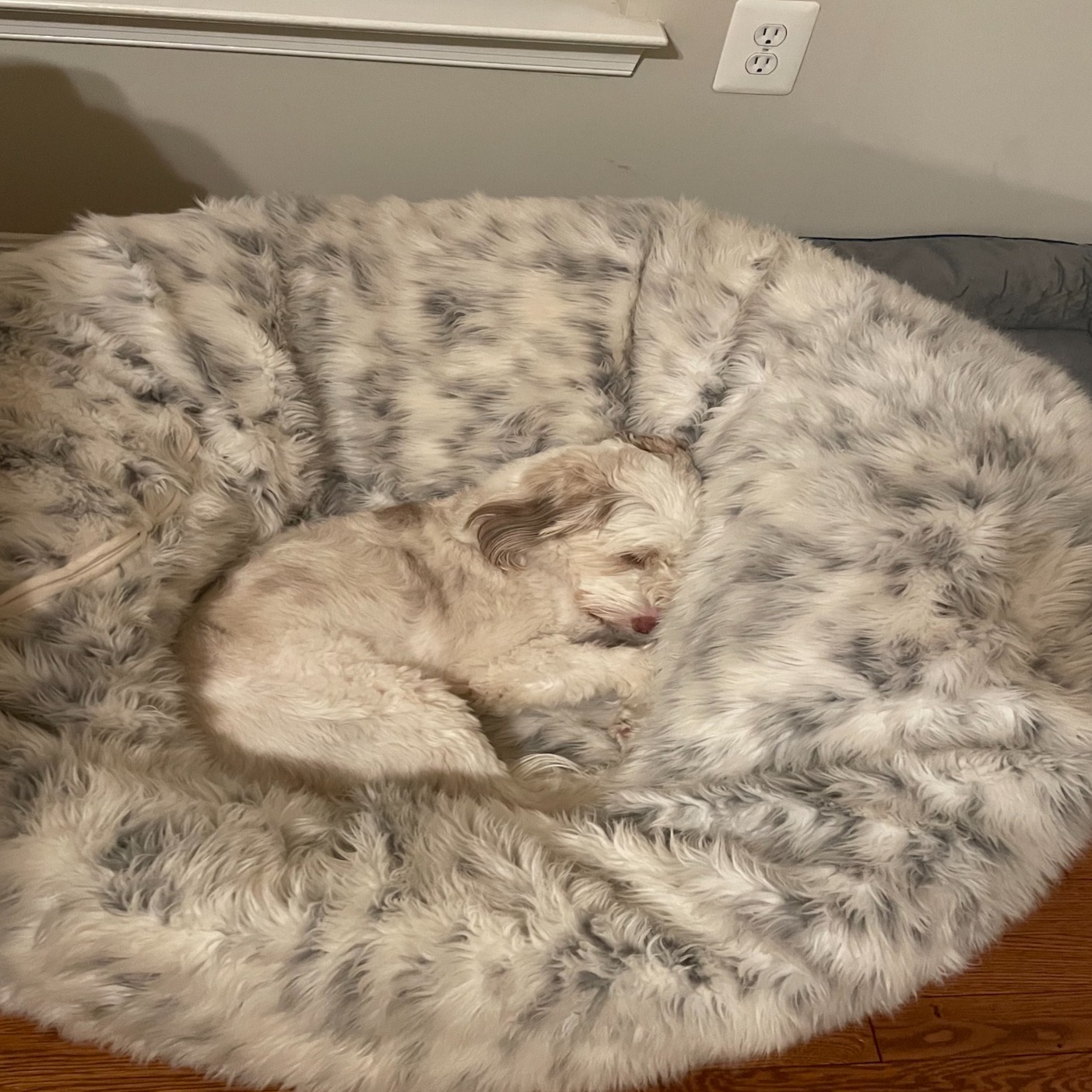 Trivia with Dad(#82): World Currencies, Athlete Quotes, Letter "D", Triple Crown