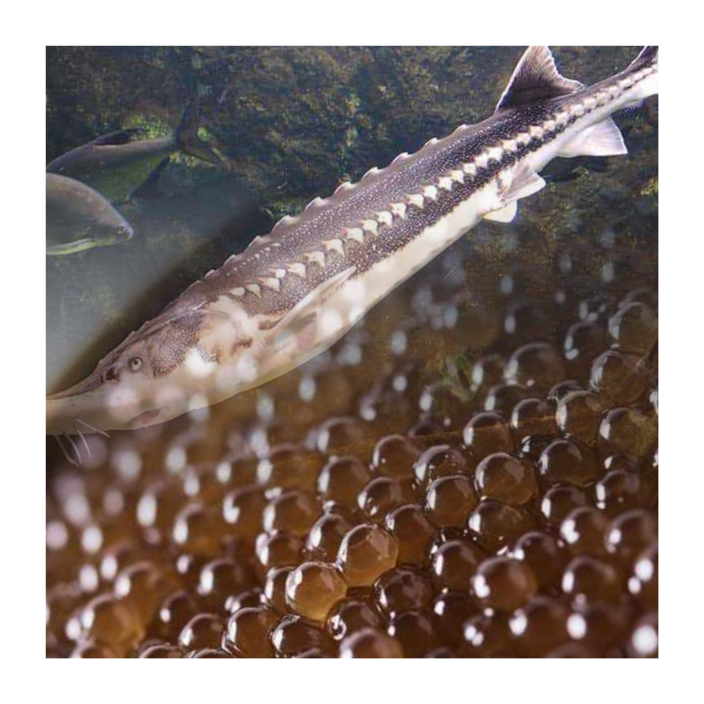 Tuna and cavier in 2025