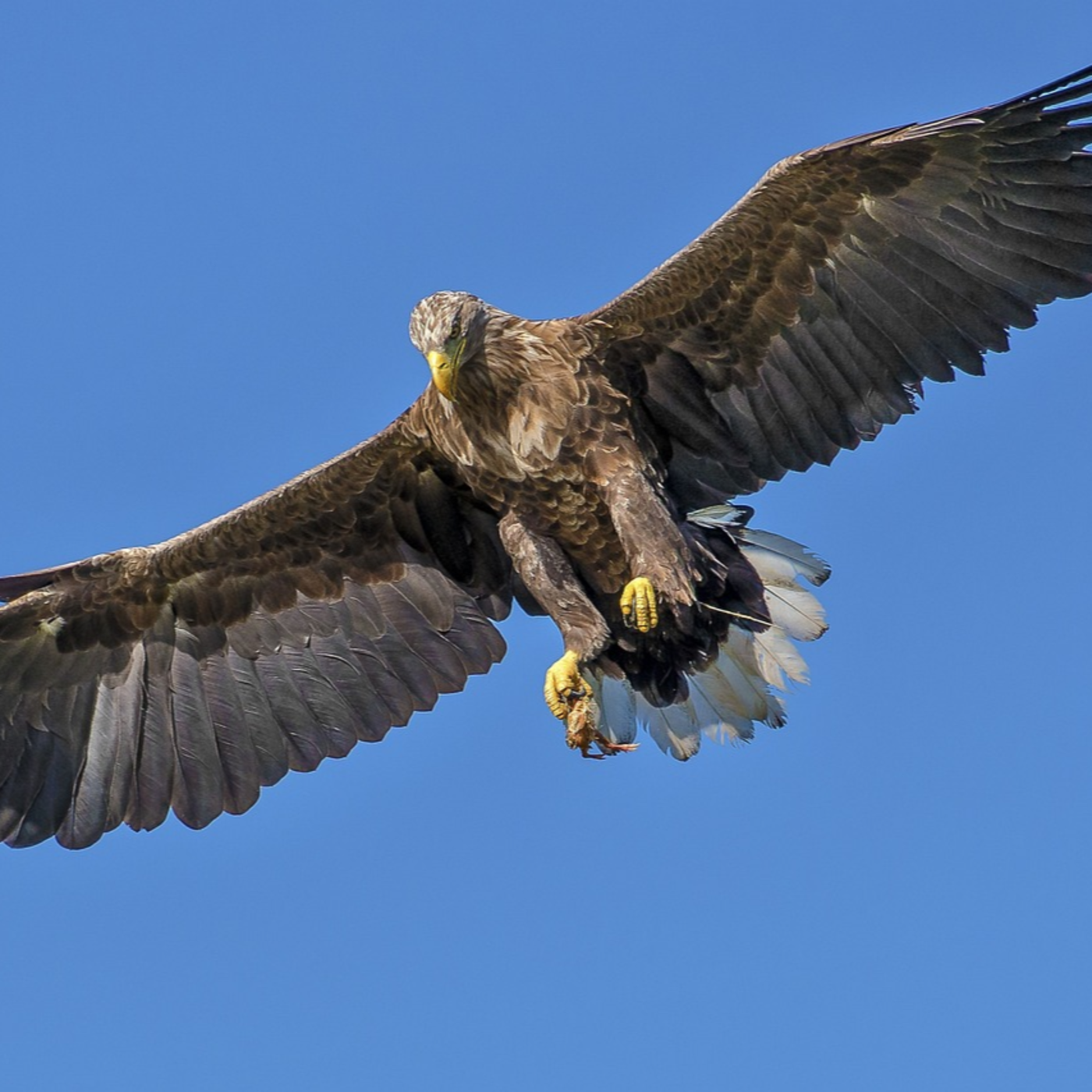 Un susurro en el viento
