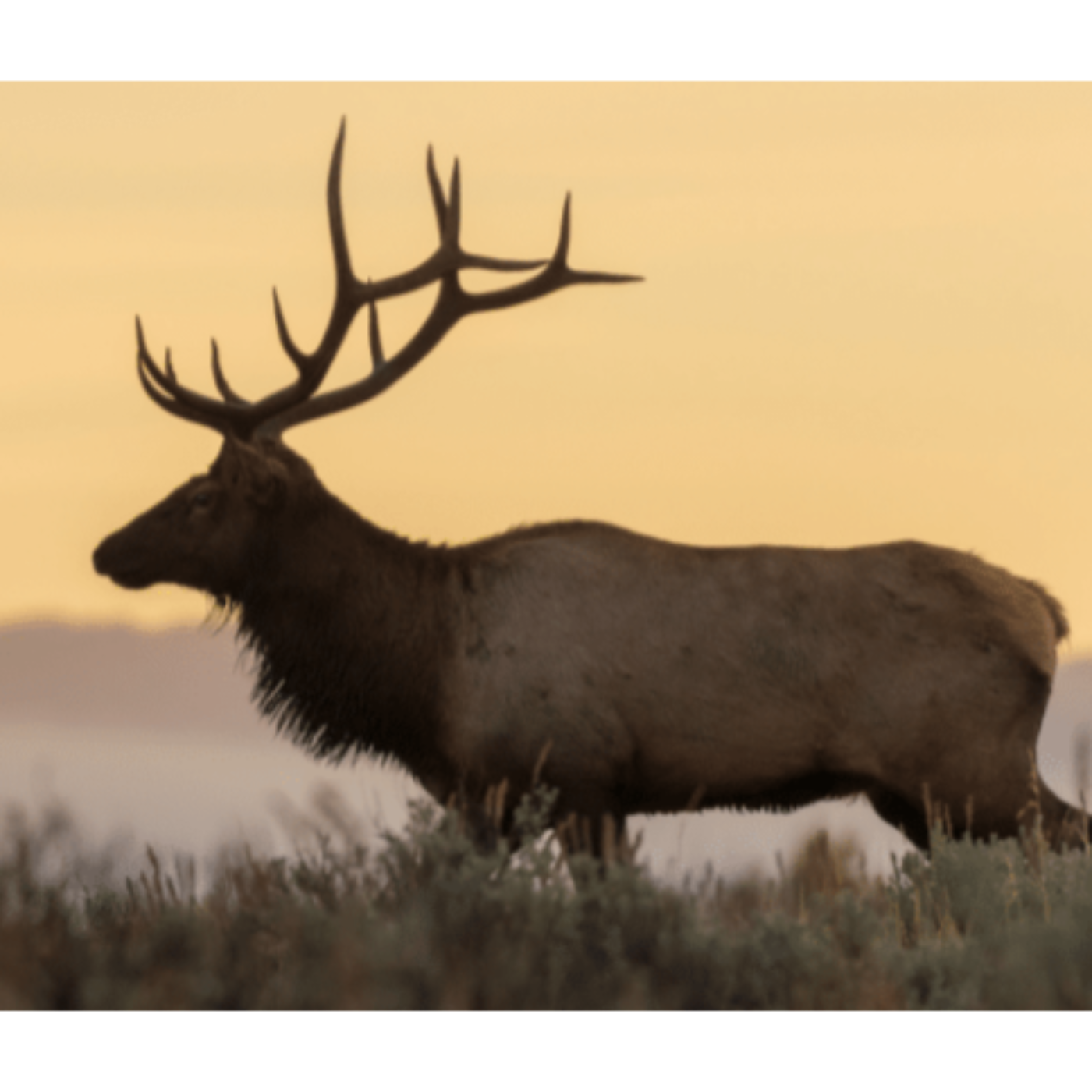 Unbroken Arrows: Healing Through The Hunt