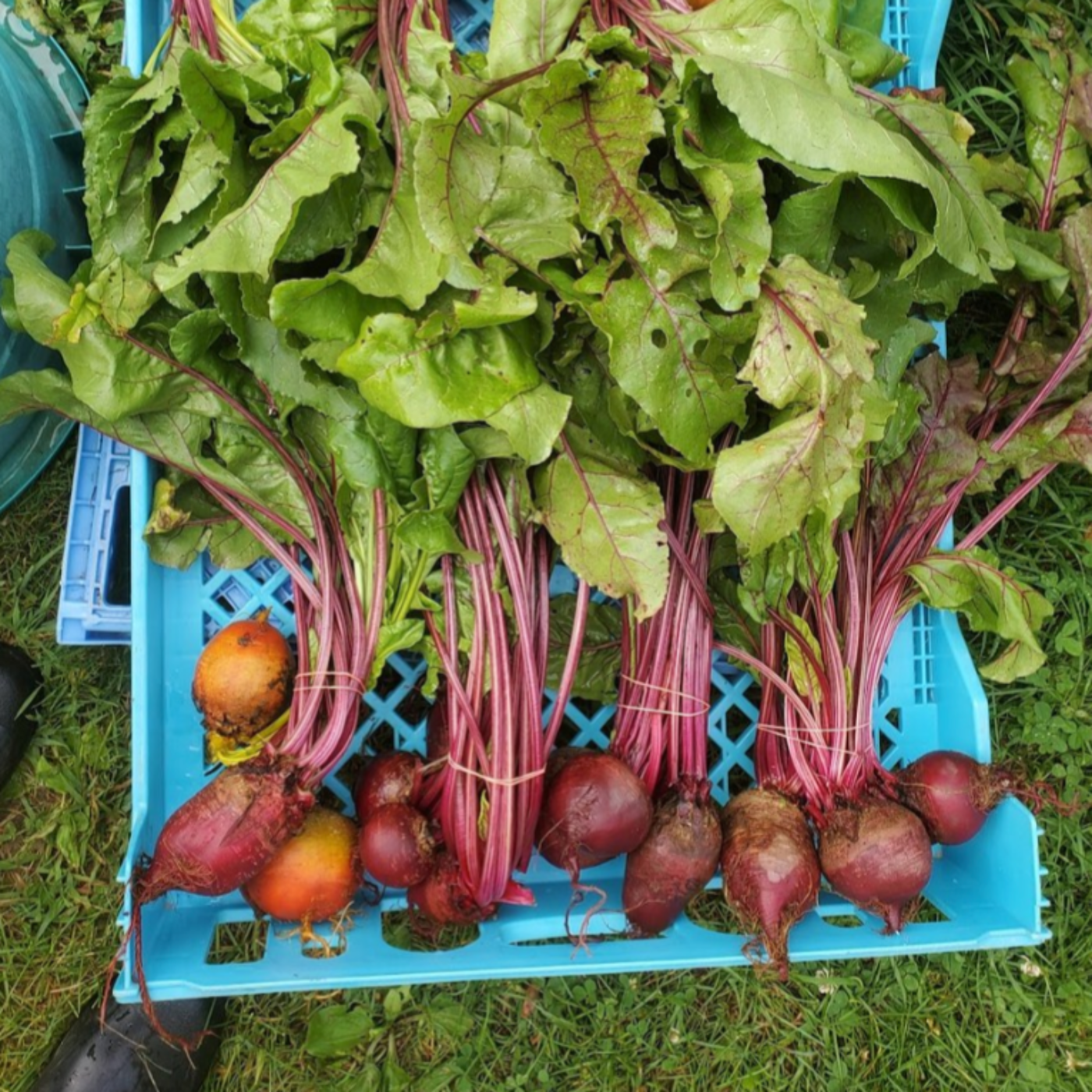 Learning the Rhythms of the Land and Growing Food to Give It Away, with Edgar Hayes and Ann Rader