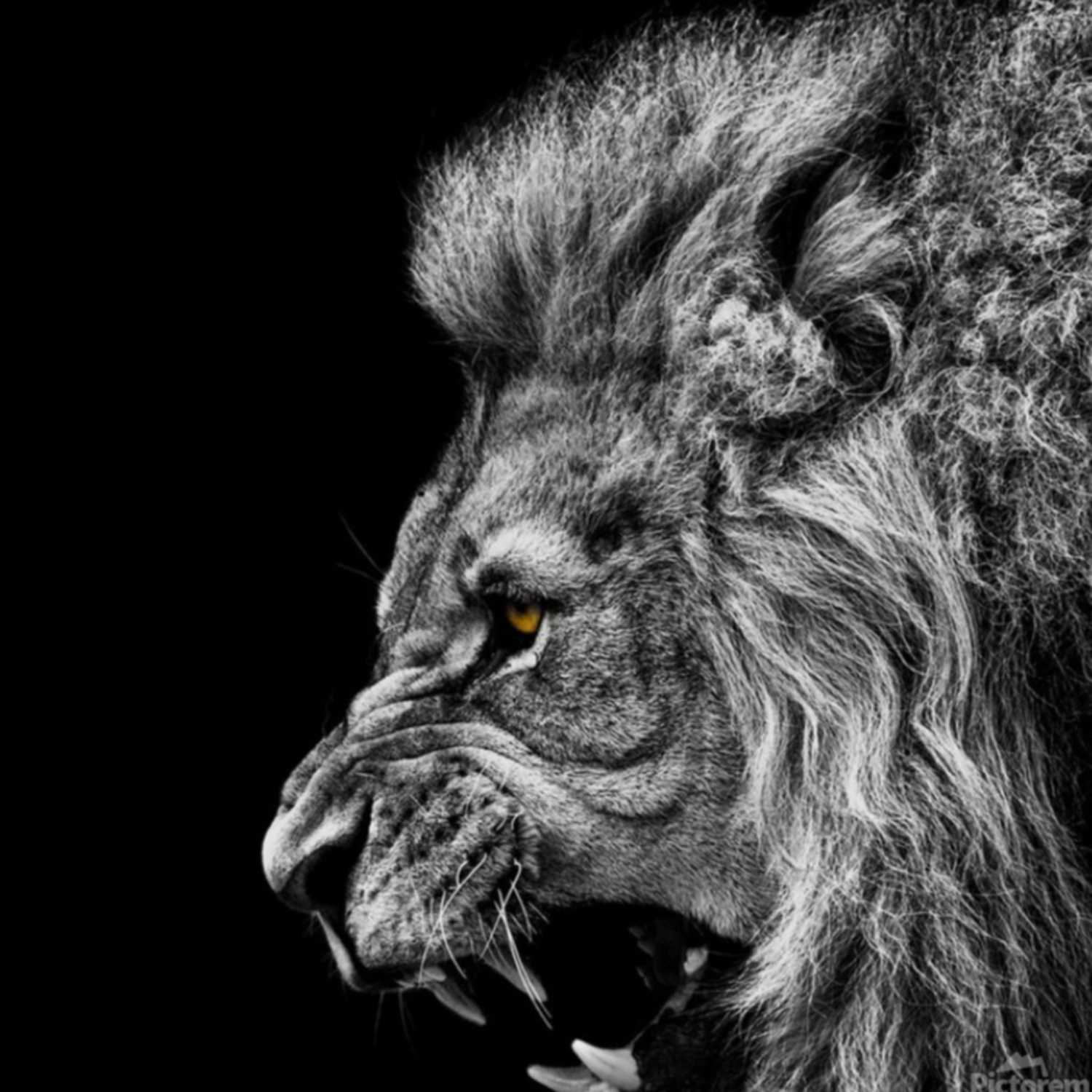 Unleashed +
