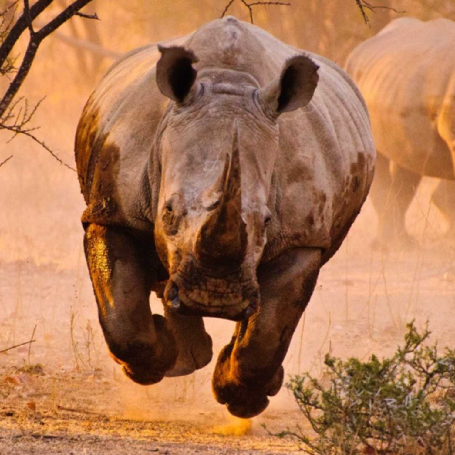 Unleashed