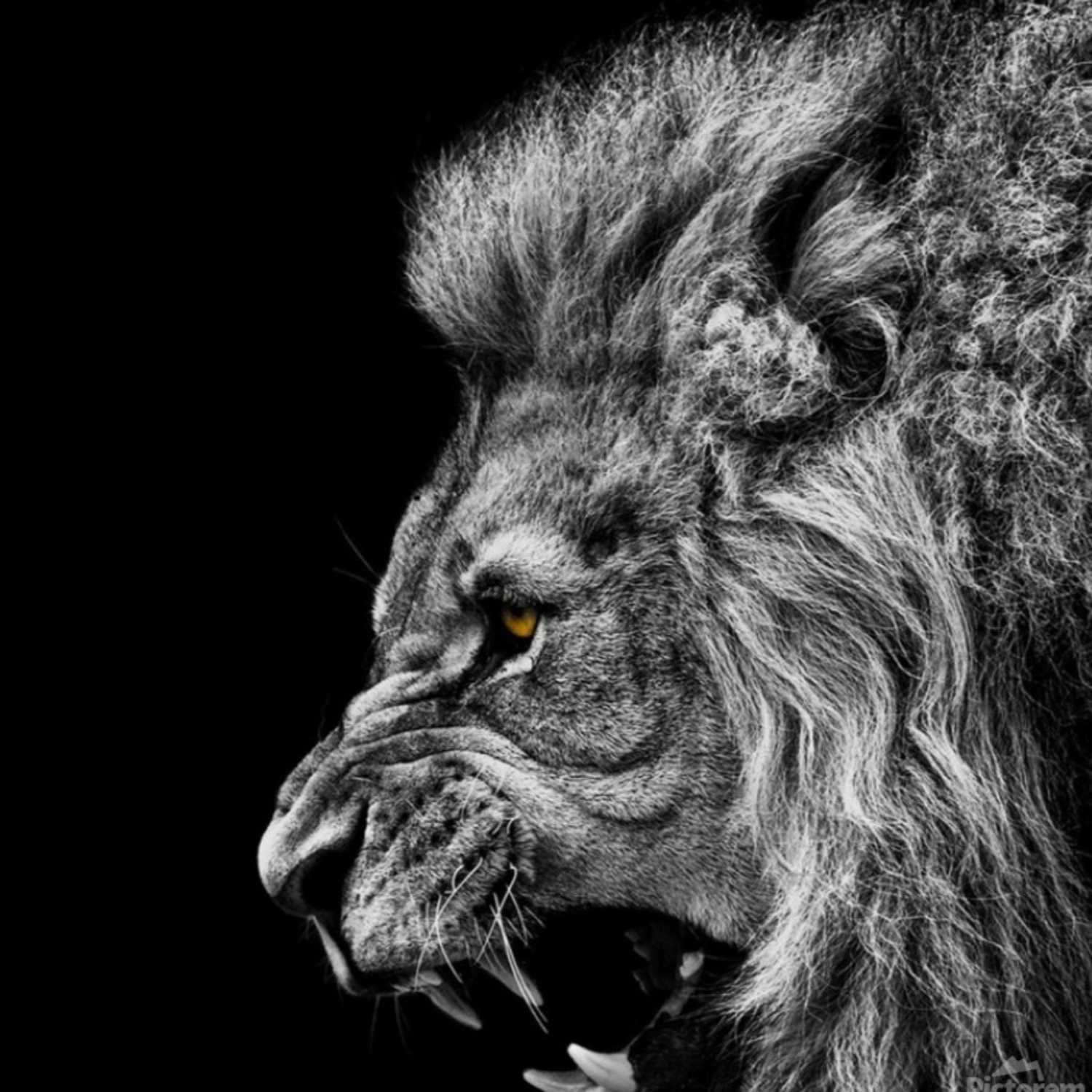 Unleashed