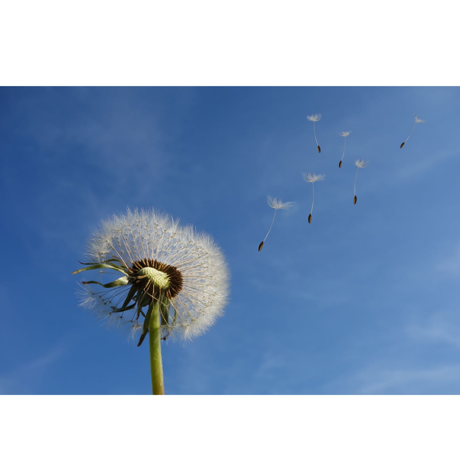 Un Proverbio al Día