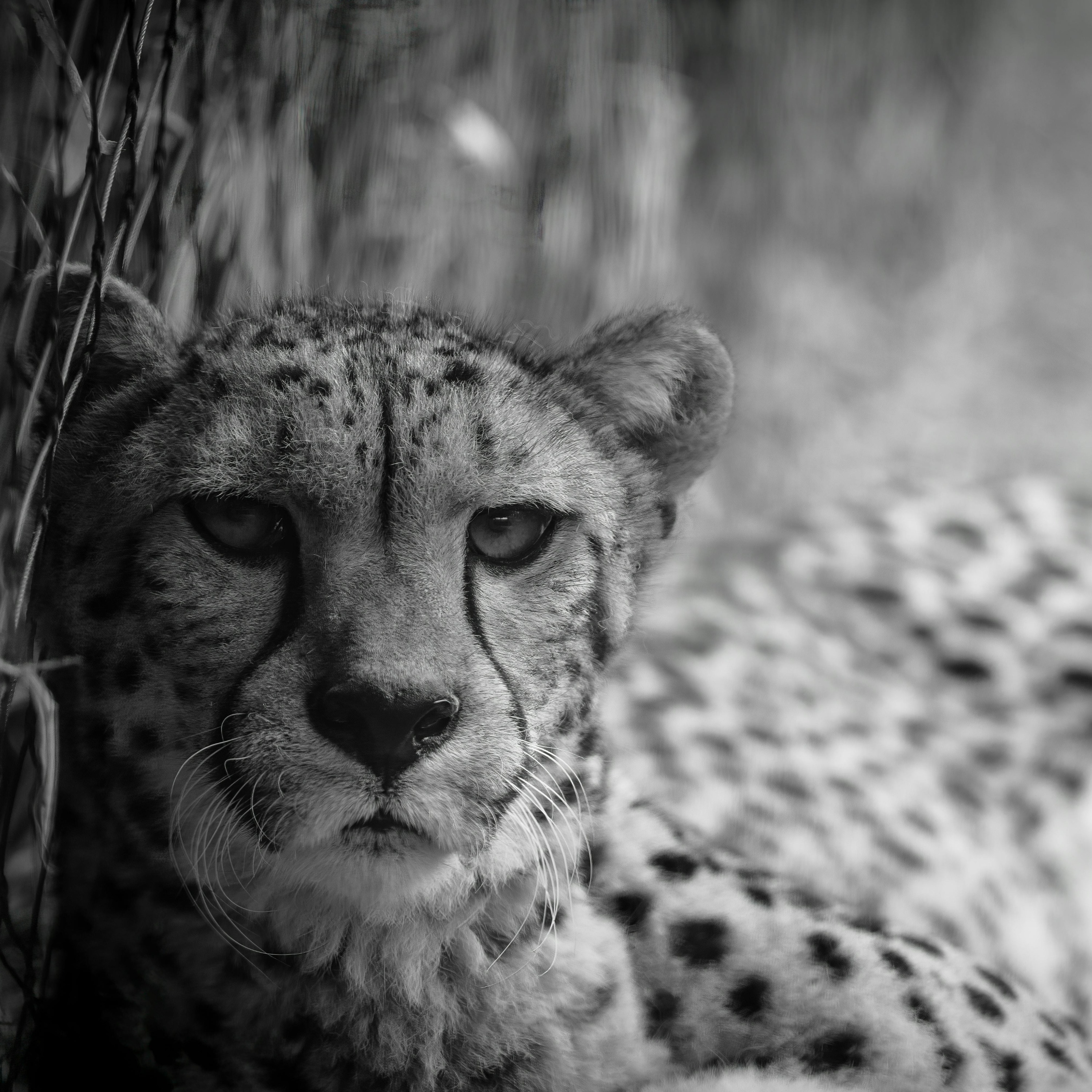 UW Study Abroad: Cheetah Conservation Fund in Namibia cover art