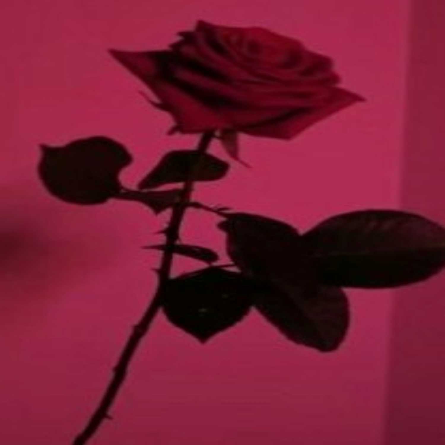 Desert Rose (Faouzia piano cover)