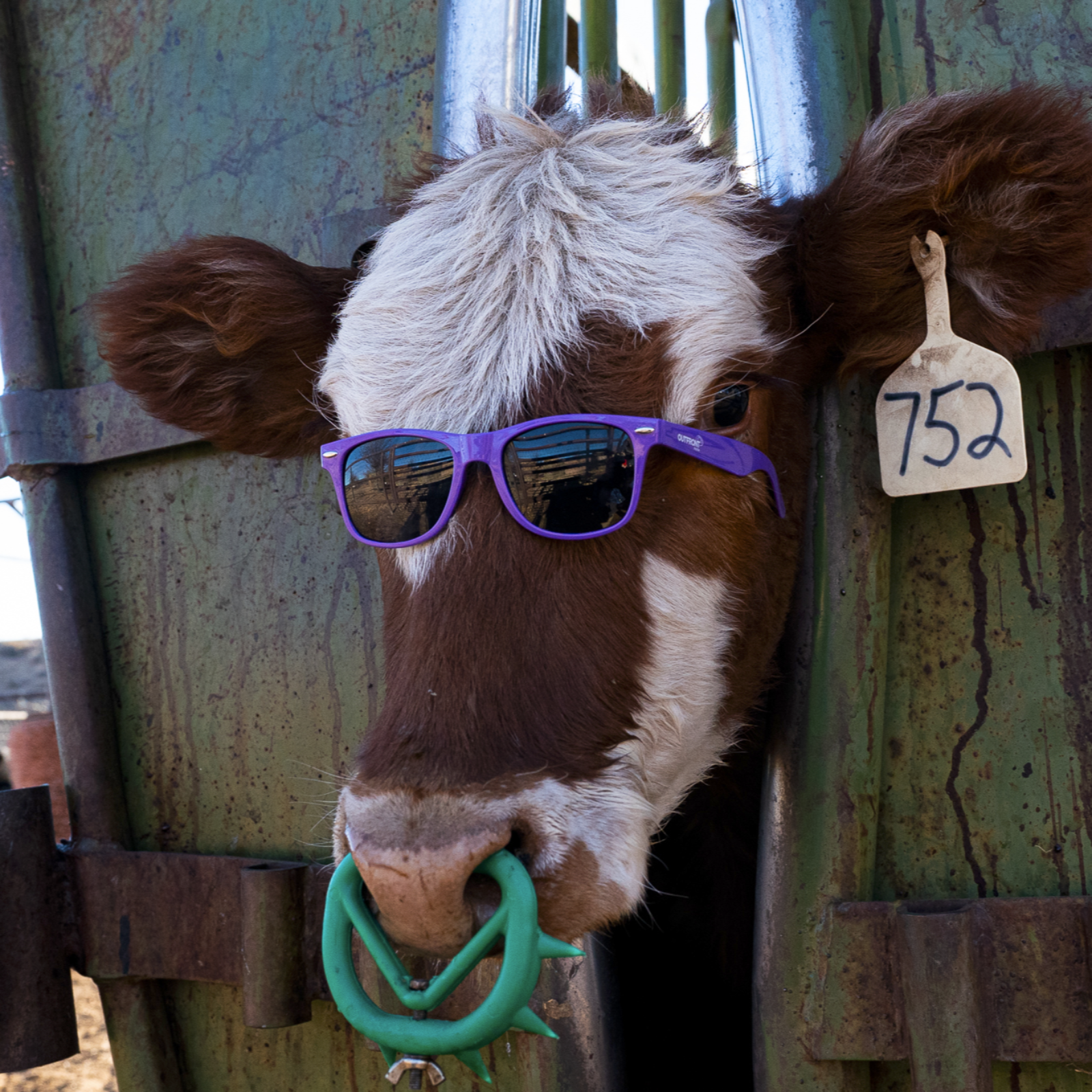 Debunking the Humane Meat Hoax. With Vasile Stănescu & Unparallaled Suffering | Ep. 97