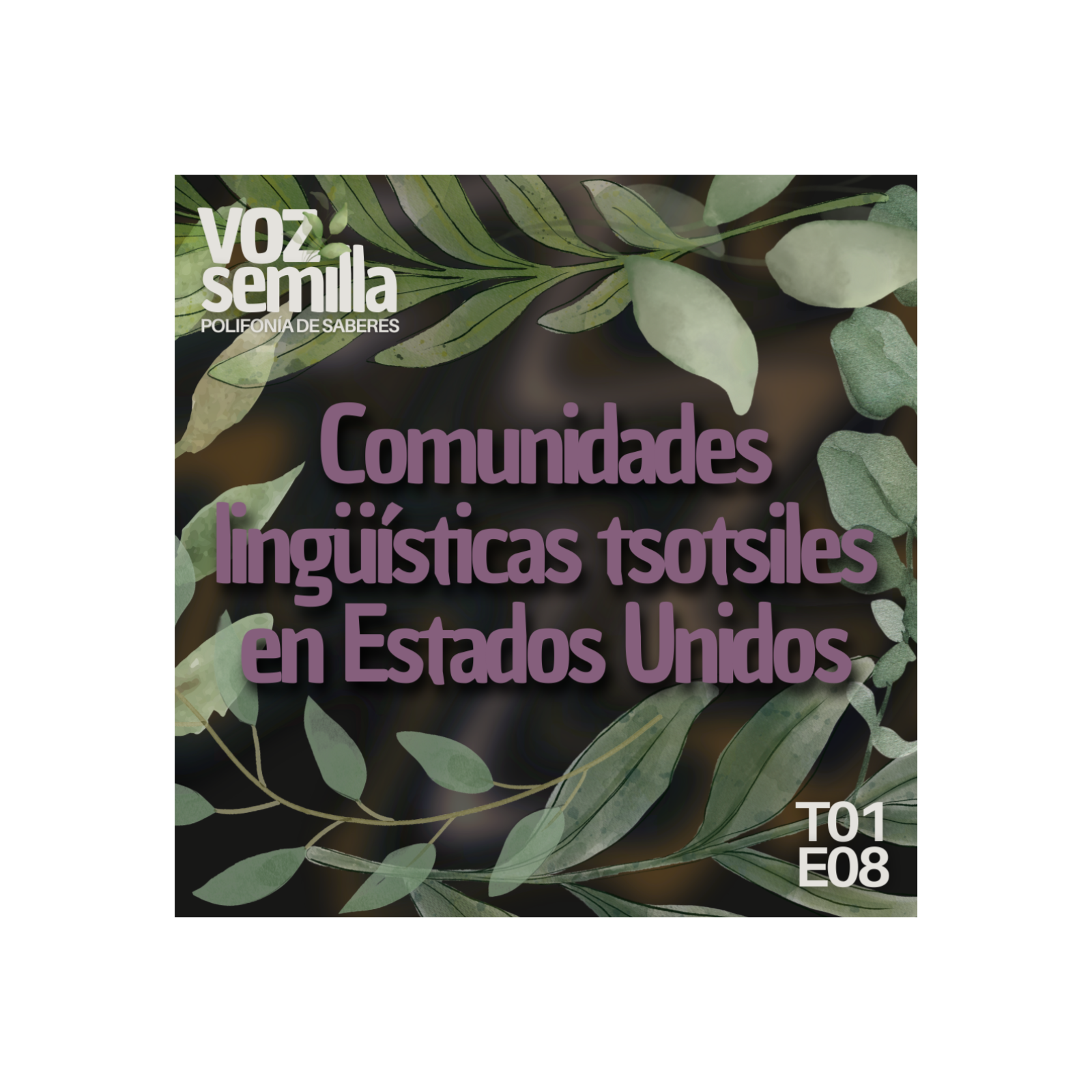 Comunidades lingüísticas tsotsiles en Estados Unidos episode artwork