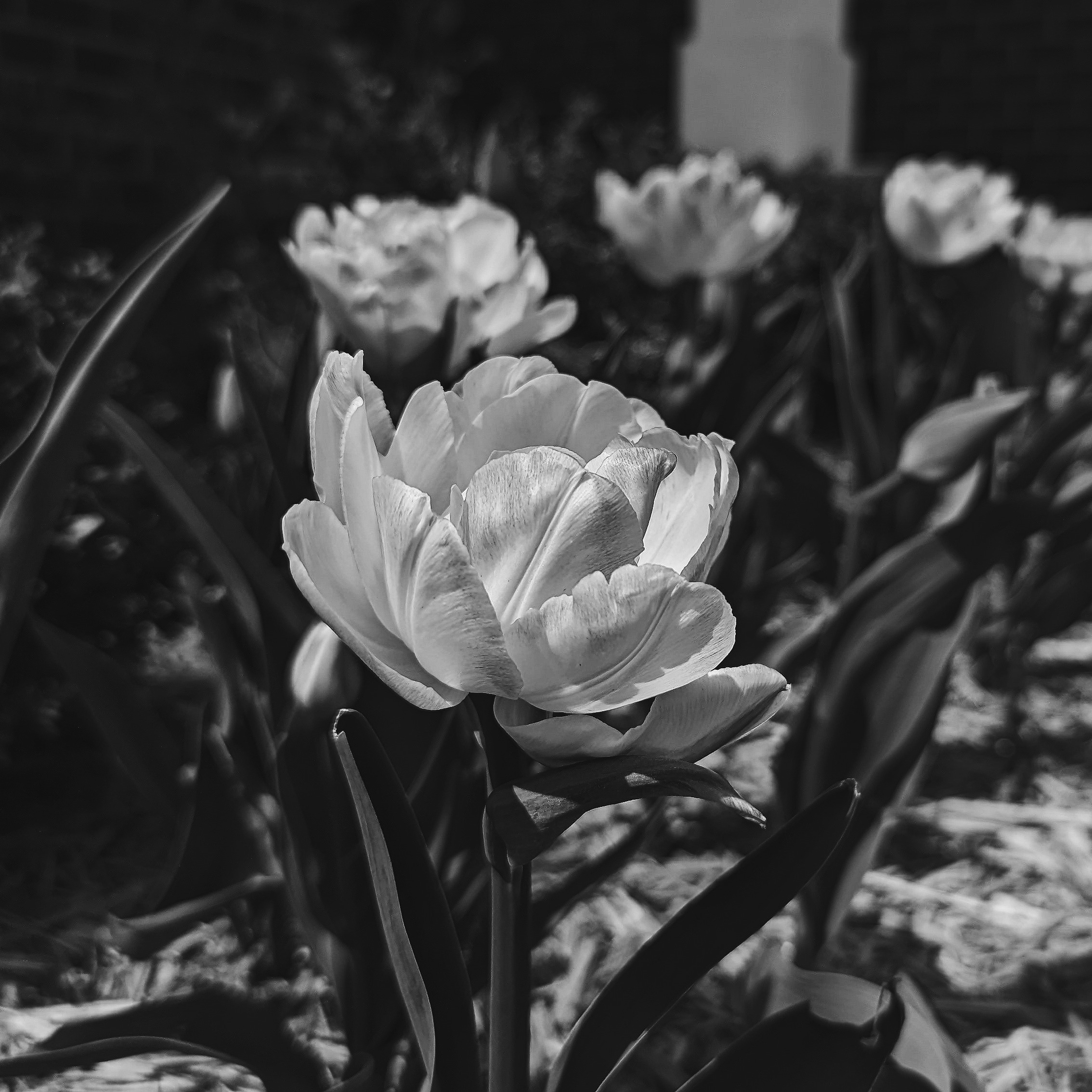 The Adventures of Waffley-Toffley and Pancakey