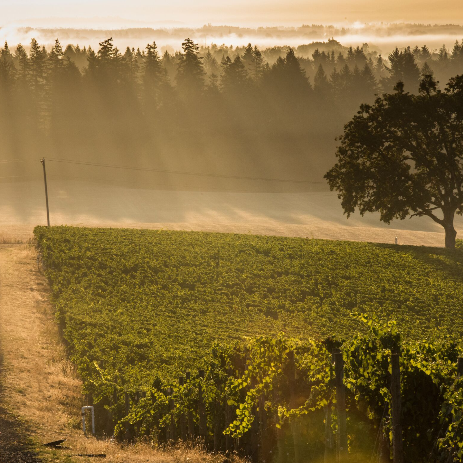 Walking with the Word - A Simple Catholic Gospel Reflection