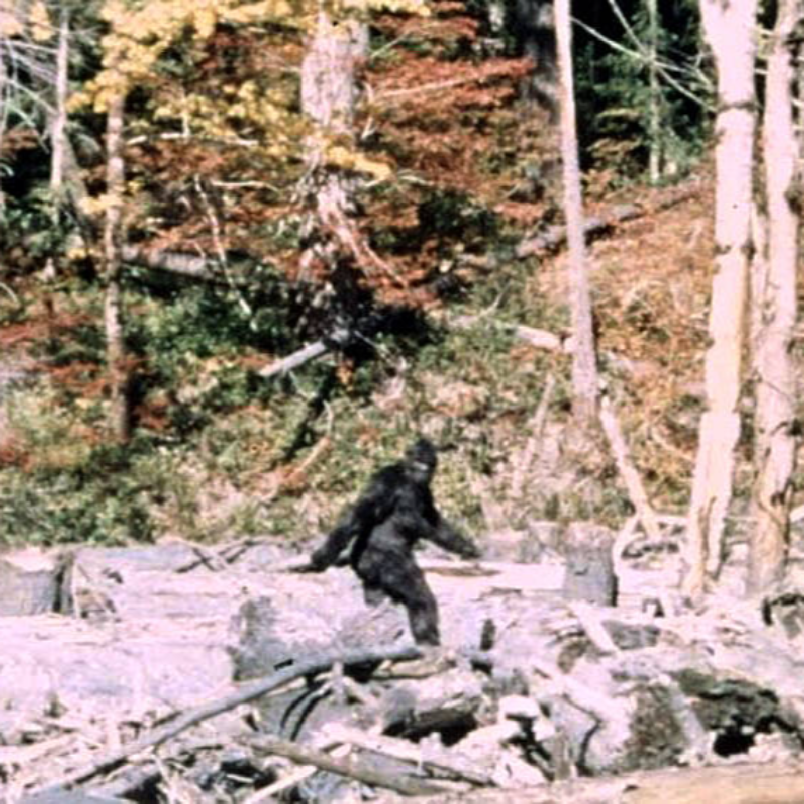 The Patterson–Gimlin Film - Part 1 episode artwork