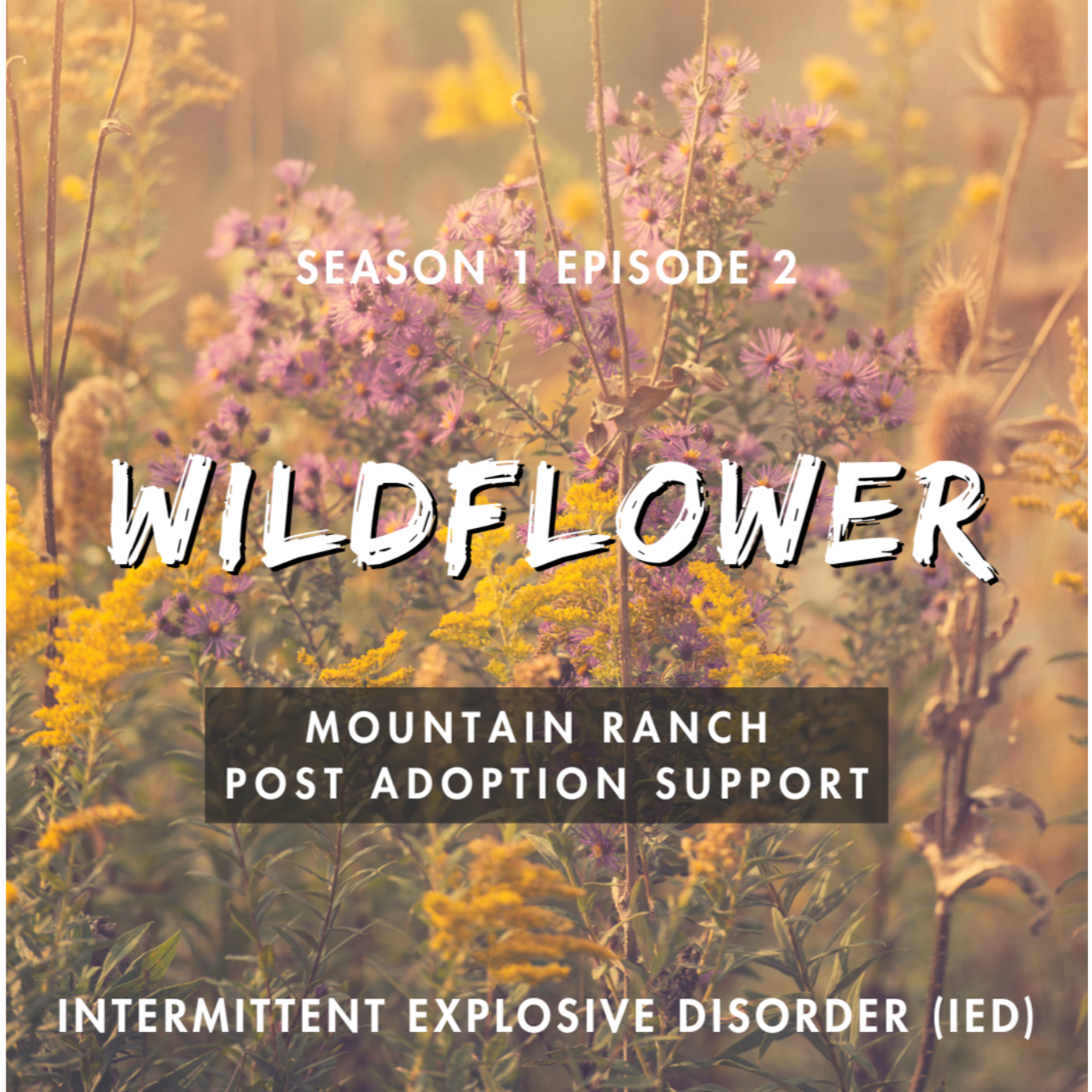 Intermittent Explosive Disorder (IED) - Wildflower Mountain Ranch episode artwork
